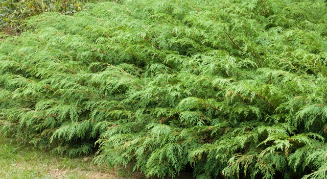 Siberian Carpet Cypress 4 Siberian Carpet Cypress
