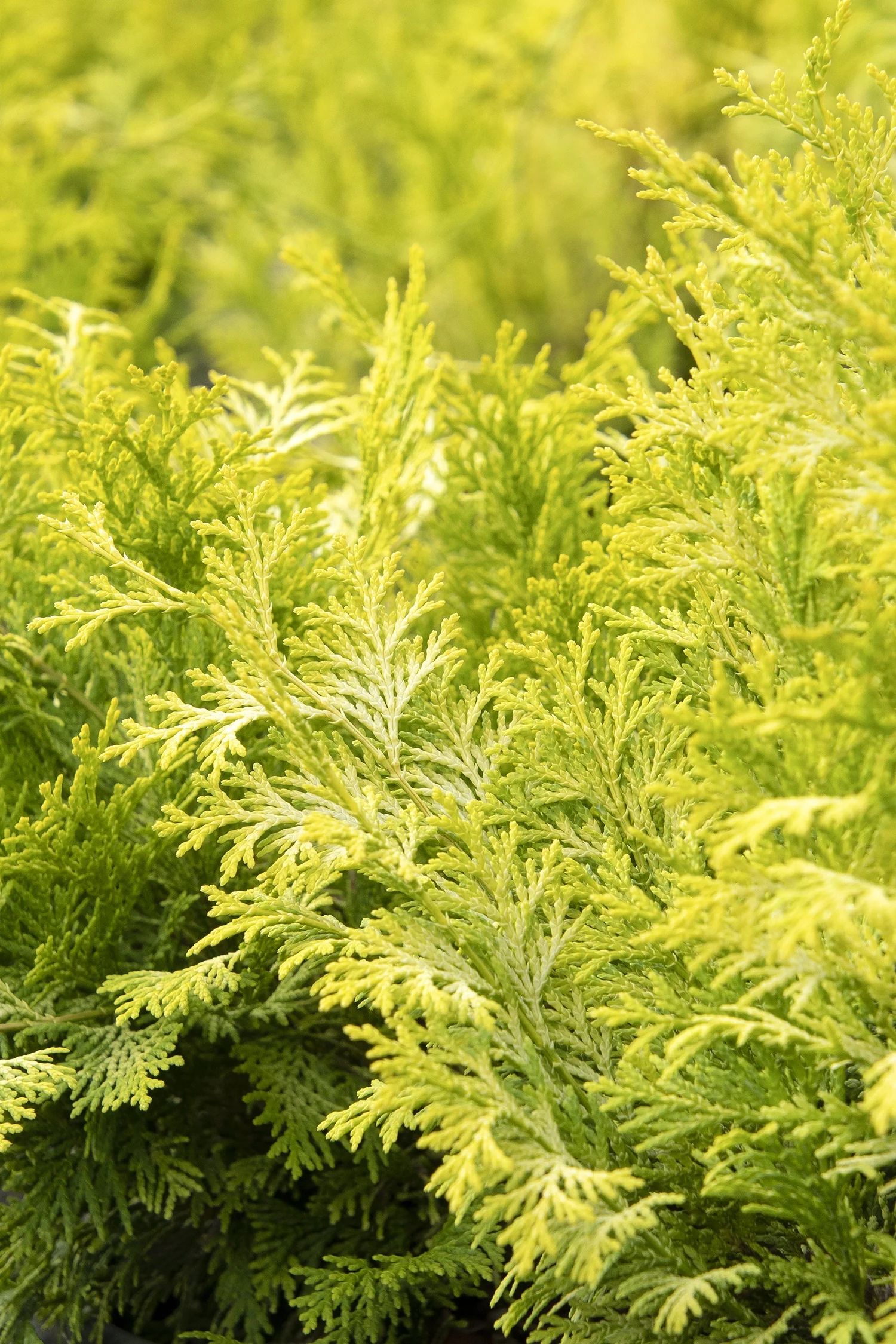 Paul's Gold Threadleaf False Cypress 3 Paul's Gold Threadleaf False Cypress