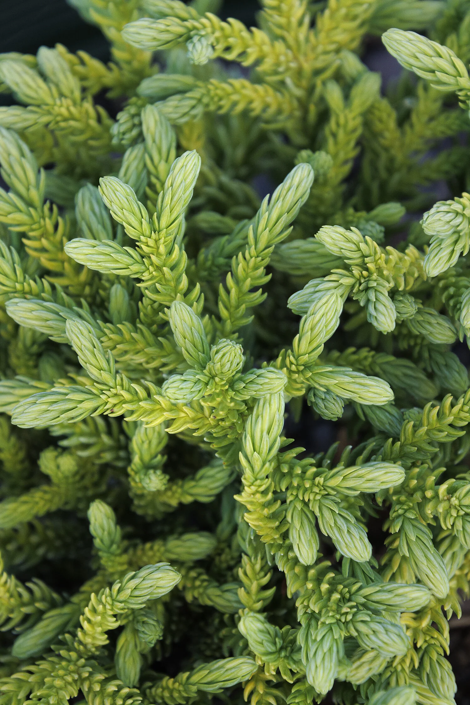 Dragon Prince™ Japanese Cedar