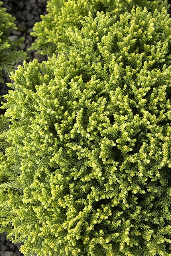 Dragon Prince™ Japanese Cedar 2 Dragon Prince™ Japanese Cedar