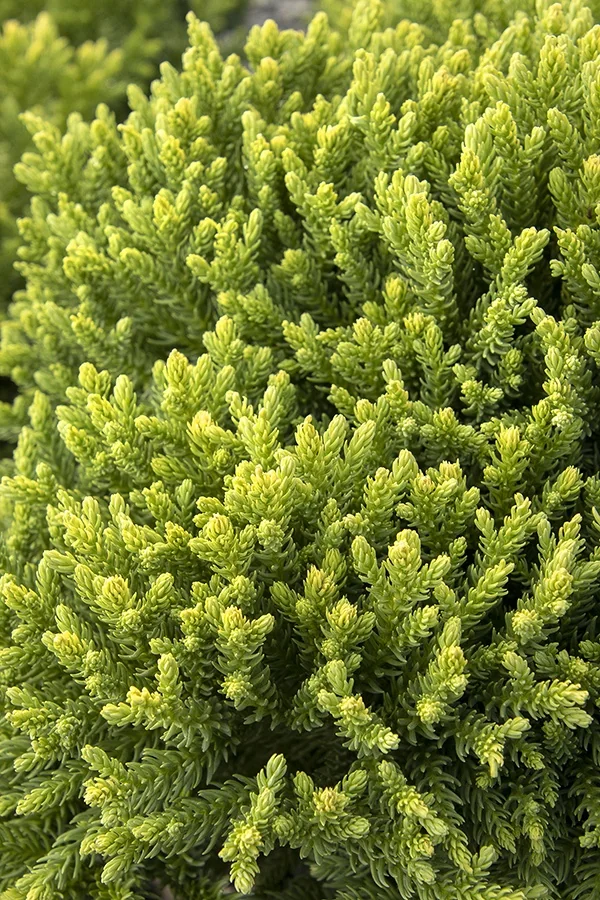 Dragon Prince™ Japanese Cedar 3 Dragon Prince™ Japanese Cedar