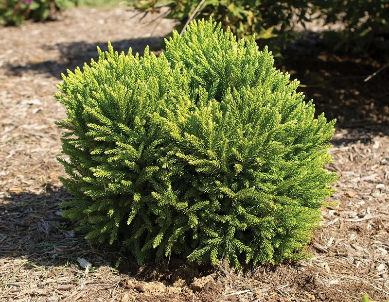 Dragon Prince™ Japanese Cedar 4 Dragon Prince™ Japanese Cedar