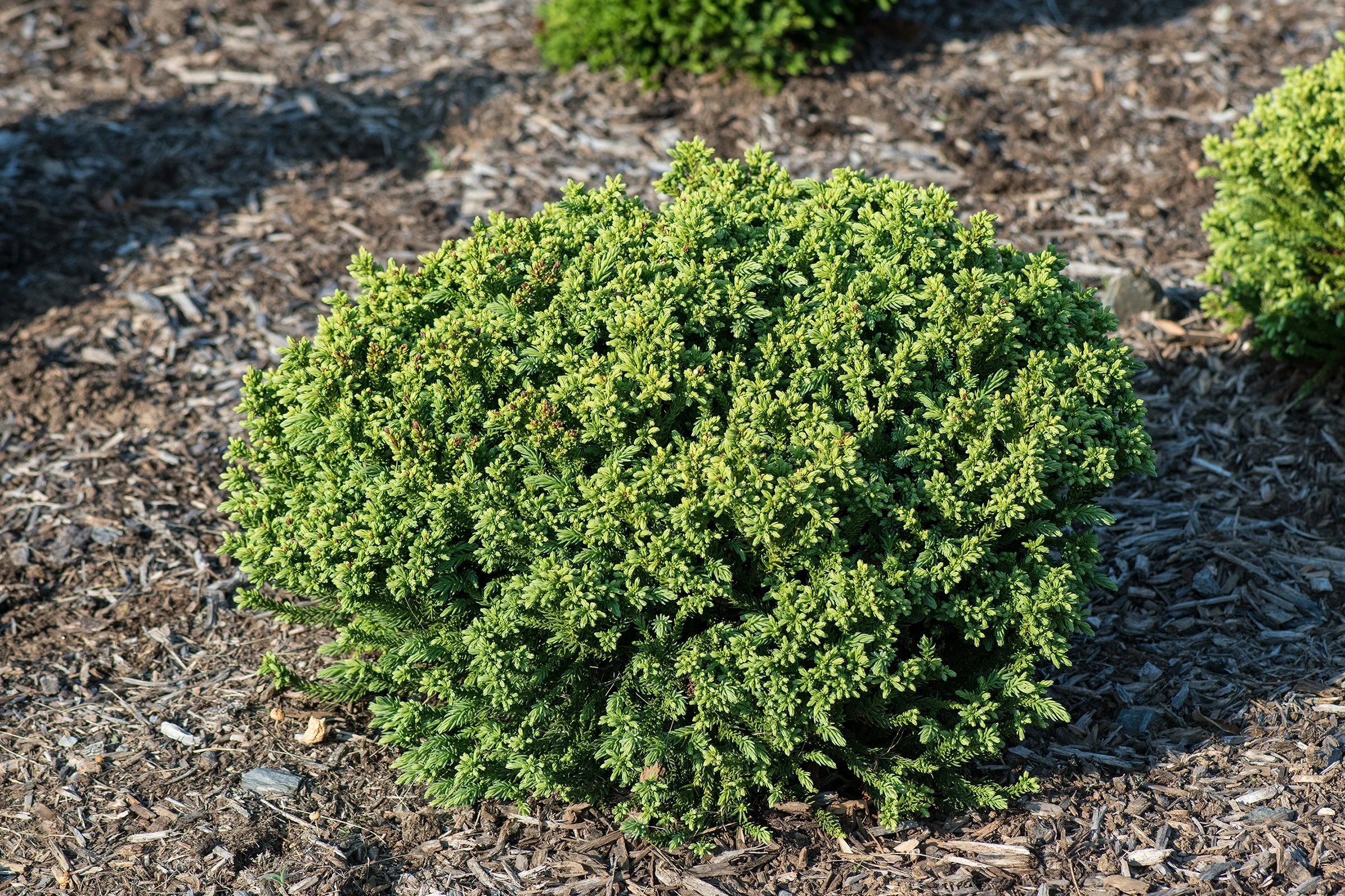 Dragon Warrior™ Japanese Cedar 1 Dragon Warrior™ Japanese Cedar