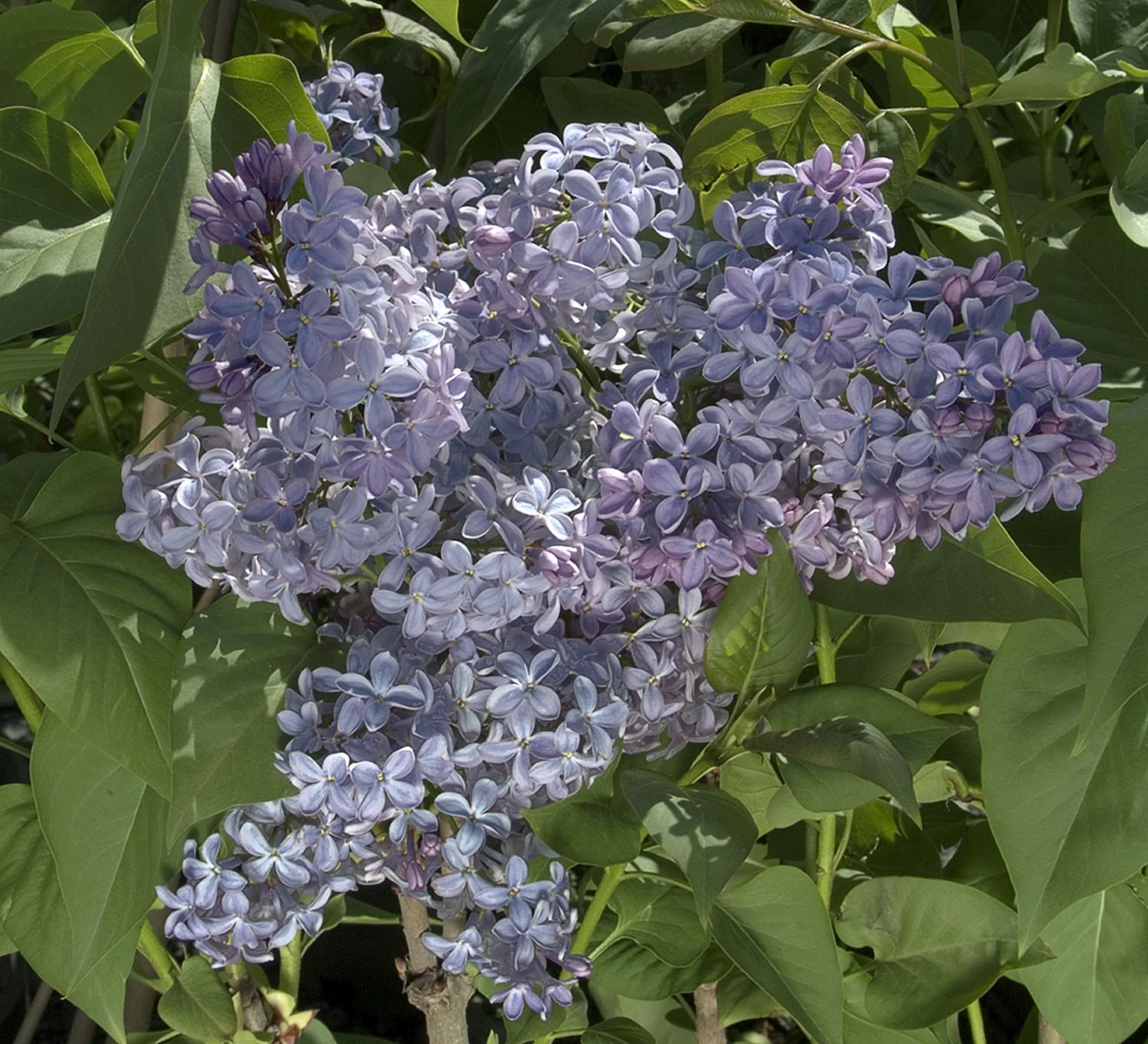 President Lincoln Lilac 2 President Lincoln Lilac