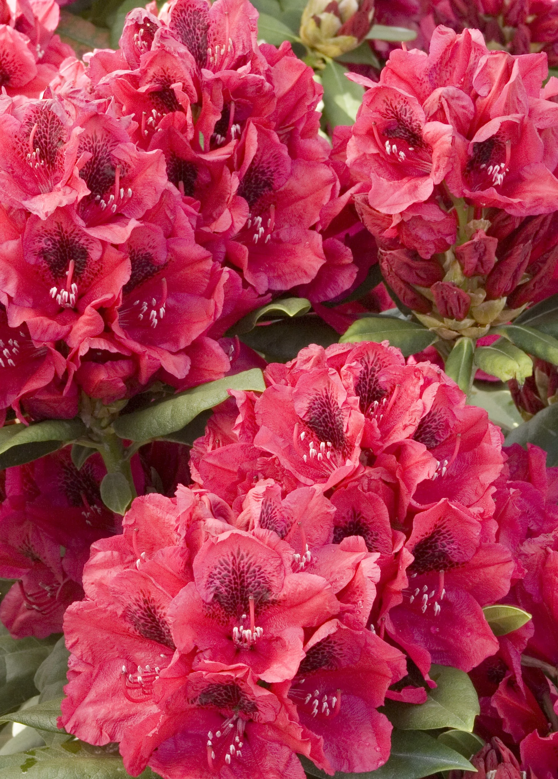 Lord Roberts Rhododendron 2 Lord Roberts Rhododendron