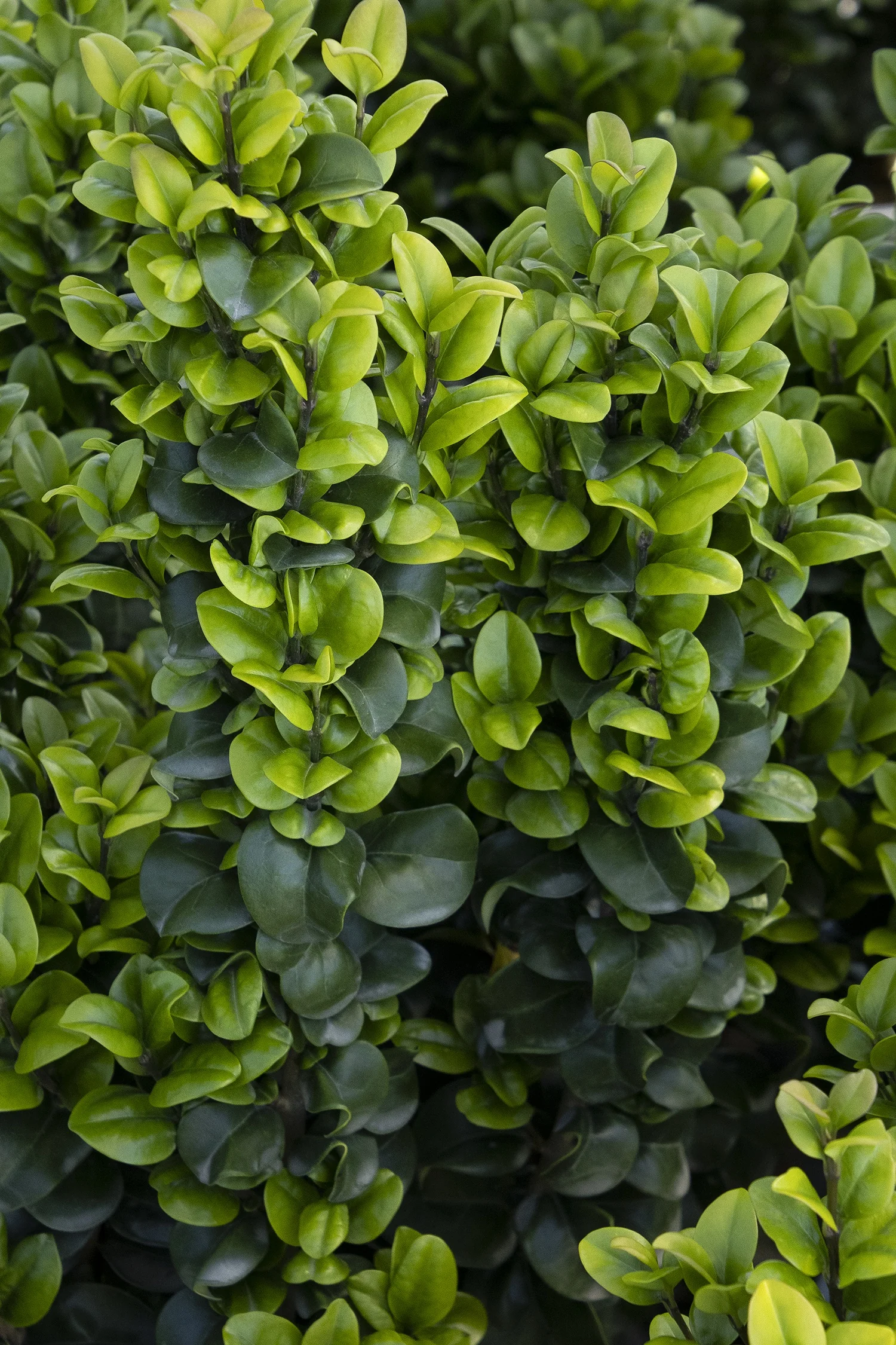 Curlyleaf Privet 5 Curlyleaf Privet