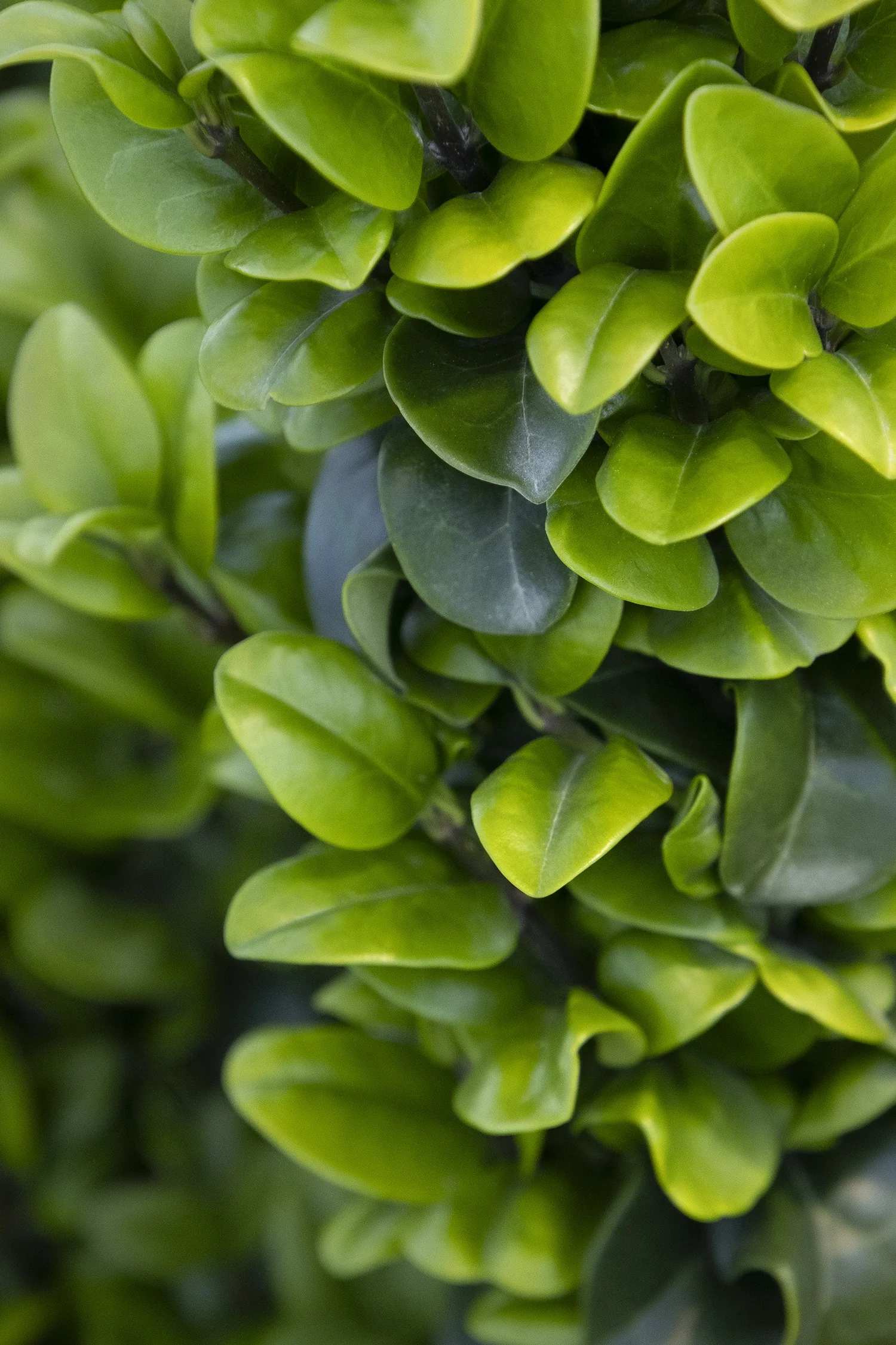Curlyleaf Privet 2 Curlyleaf Privet