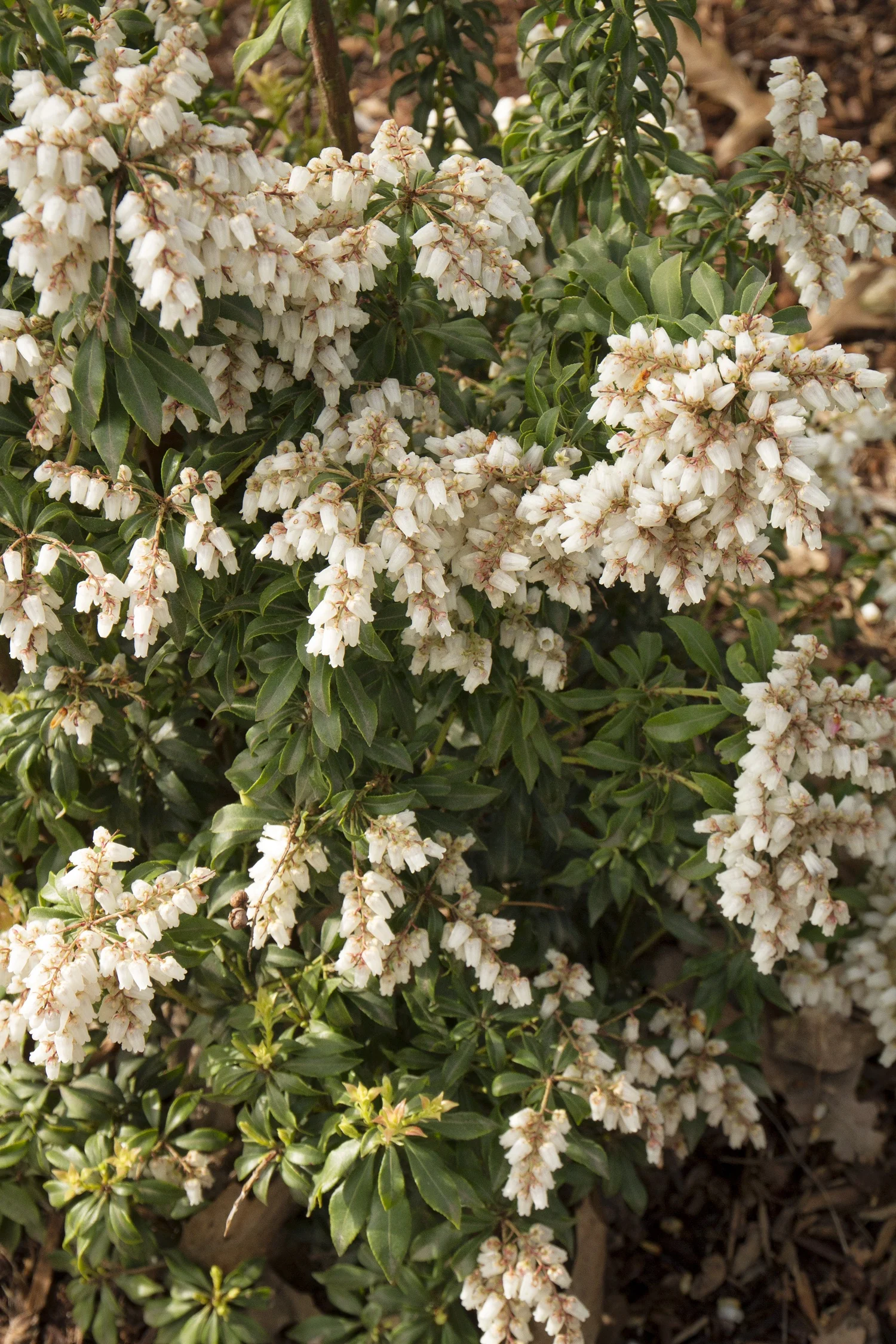 Brookside Miniature Pieris 1 Brookside Miniature Pieris