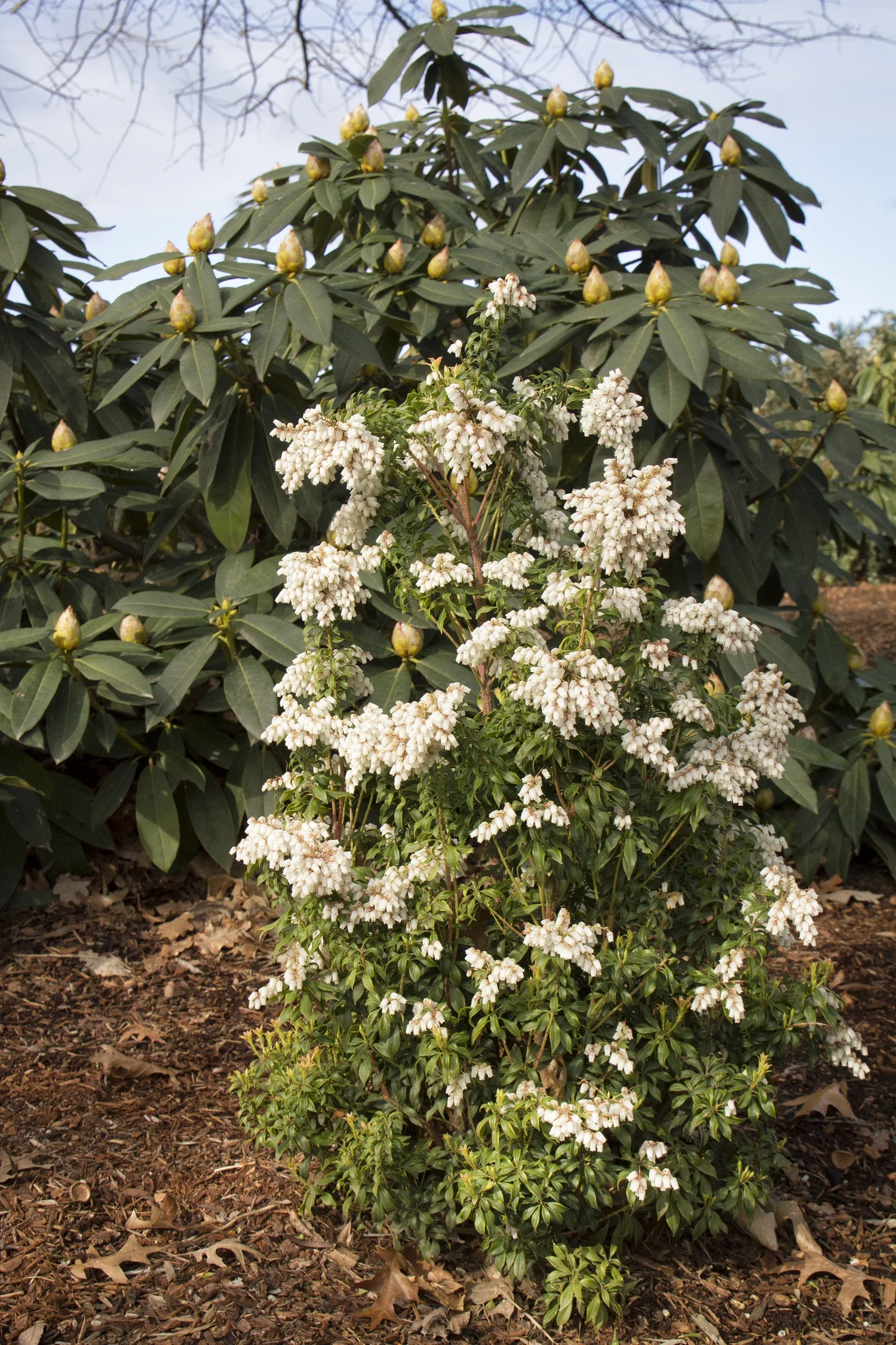 Brookside Miniature Pieris 2 Brookside Miniature Pieris