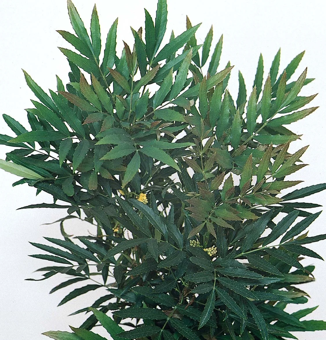 Chinese Mahonia 4 Chinese Mahonia