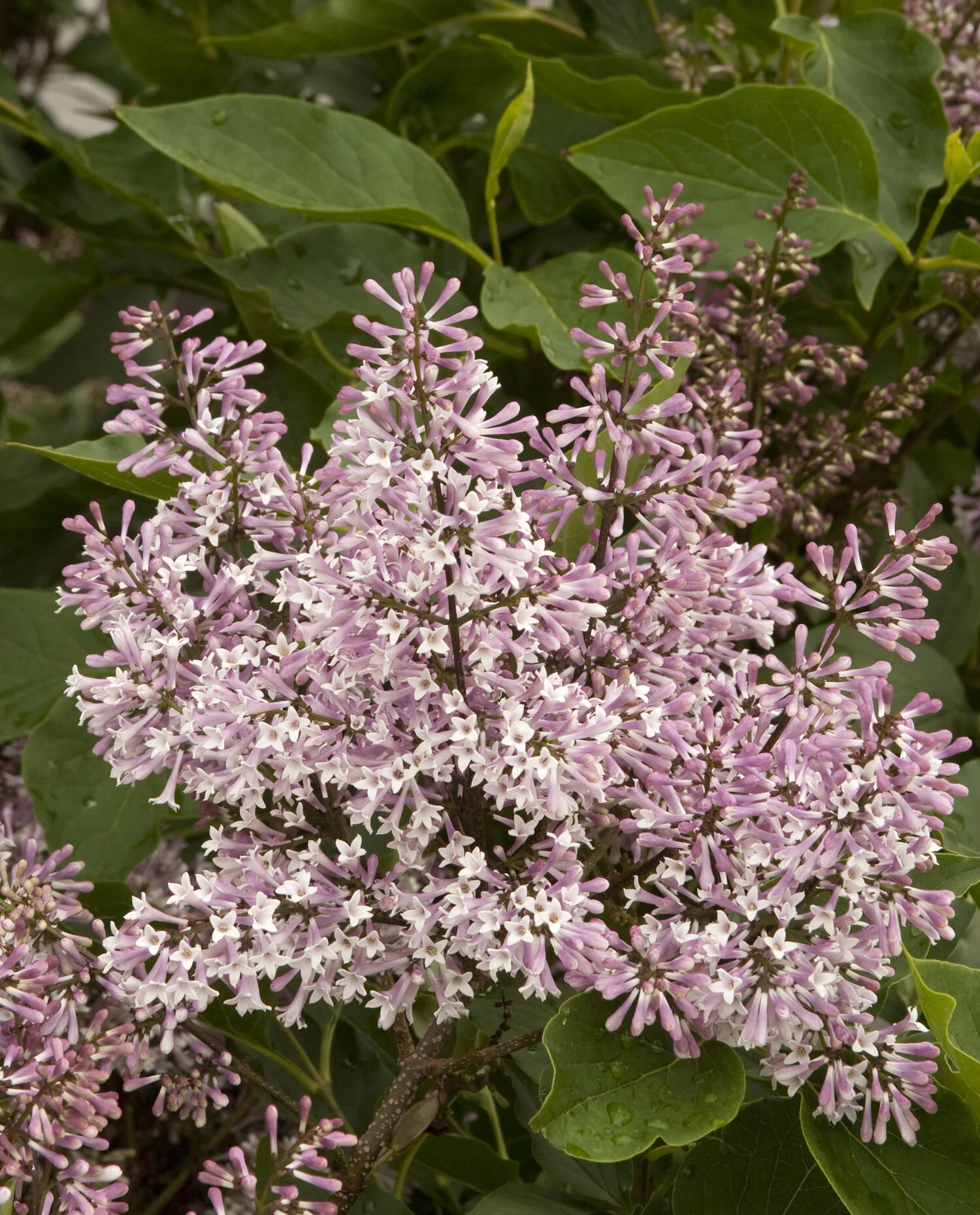 Miss Kim Korean Lilac