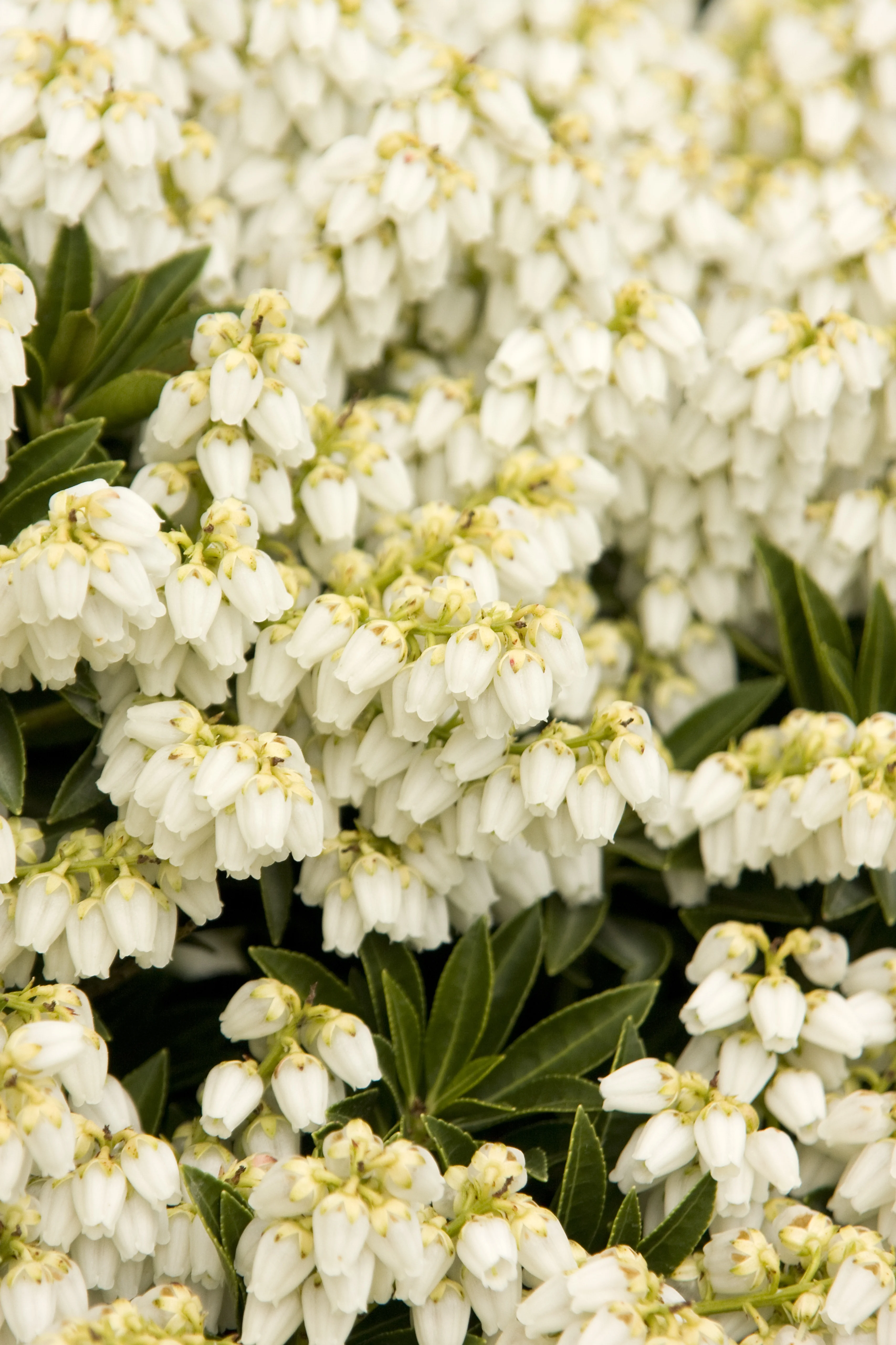 Prelude Pieris 1 Prelude Pieris