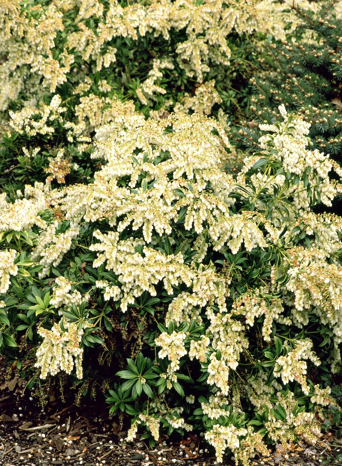 Prelude Pieris 2 Prelude Pieris