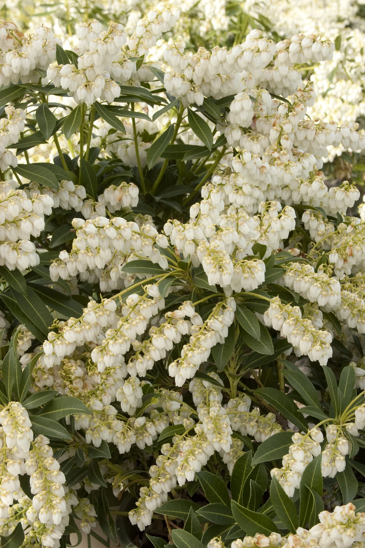 Purity Pieris 1 Purity Pieris