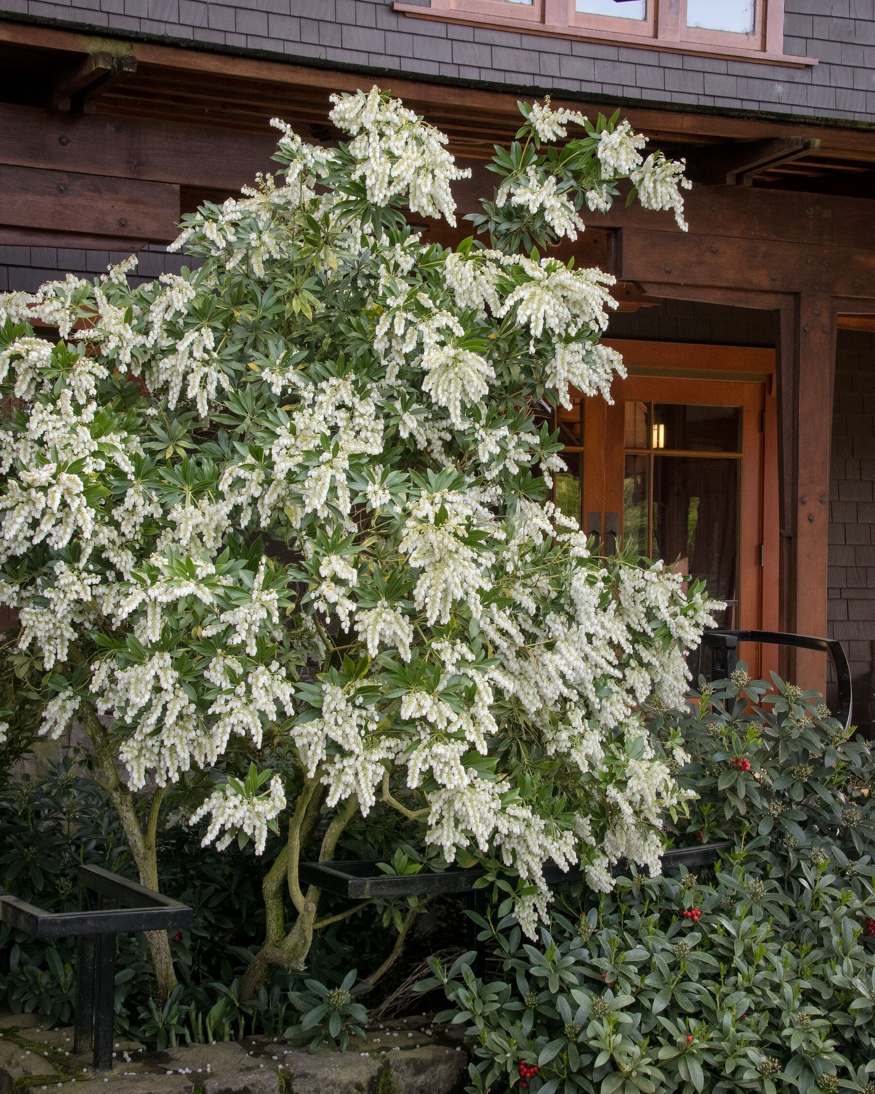 Purity Pieris 2 Purity Pieris