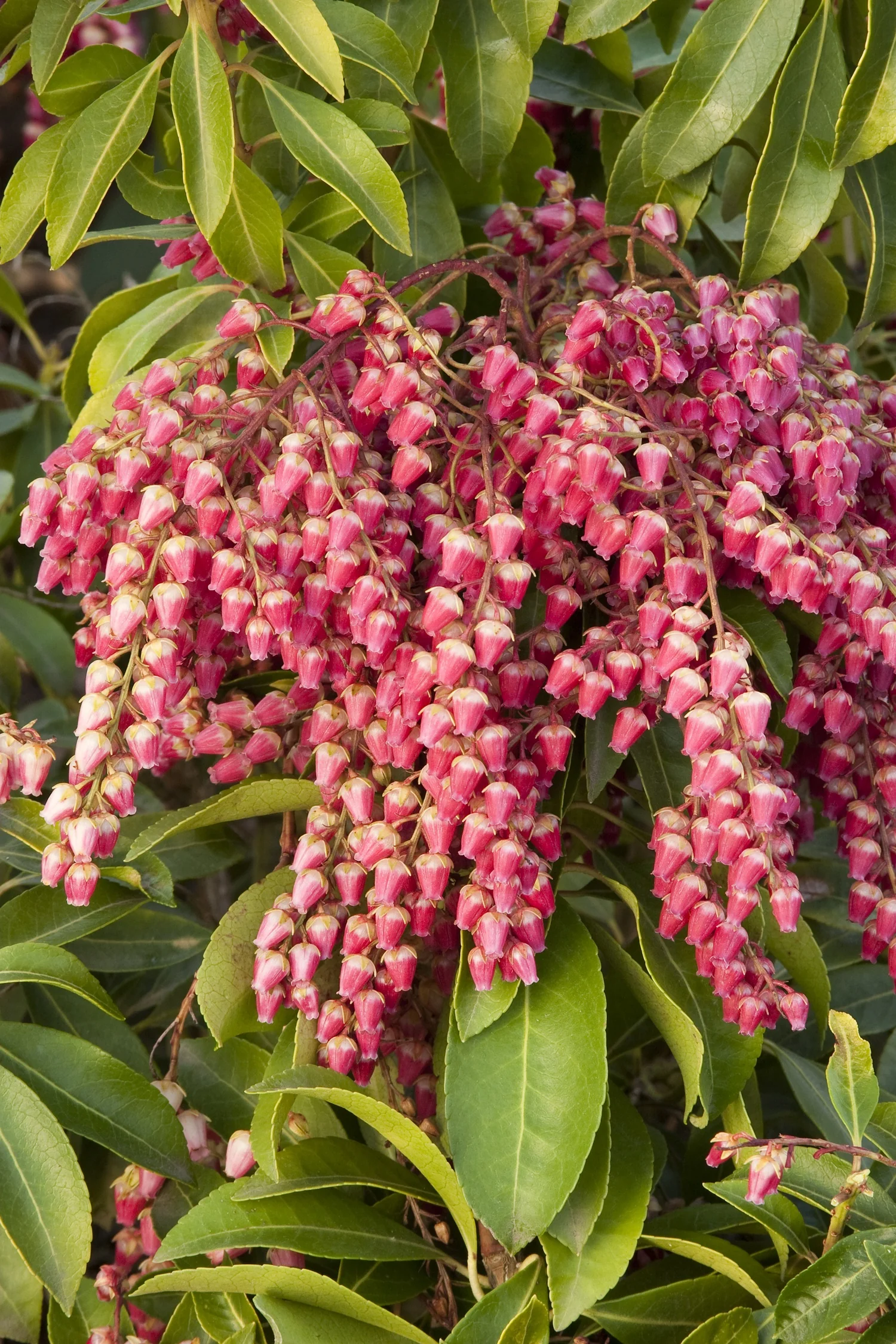 Valley Valentine Pieris