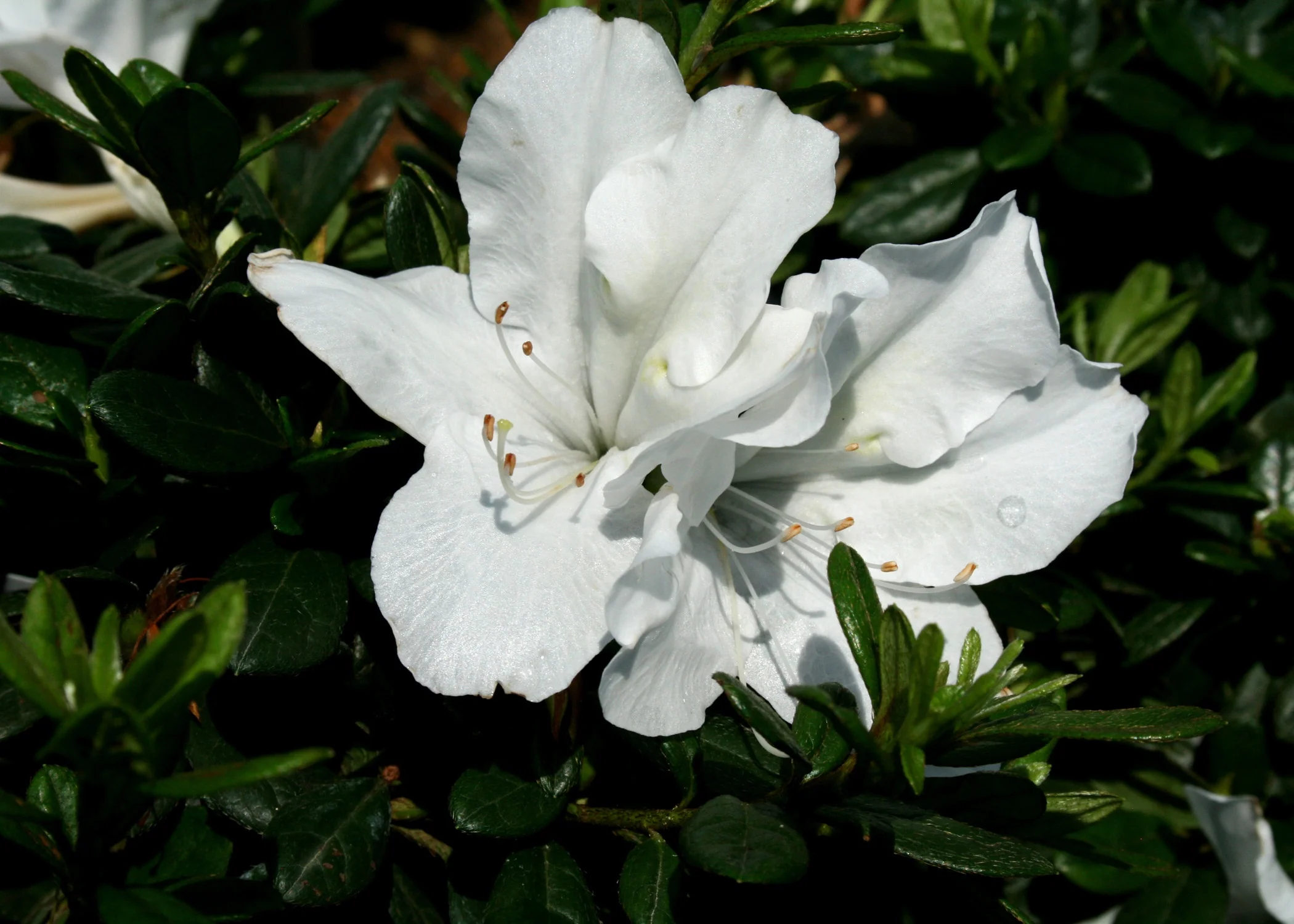 Bloom-A-Thon® White Reblooming Azalea
