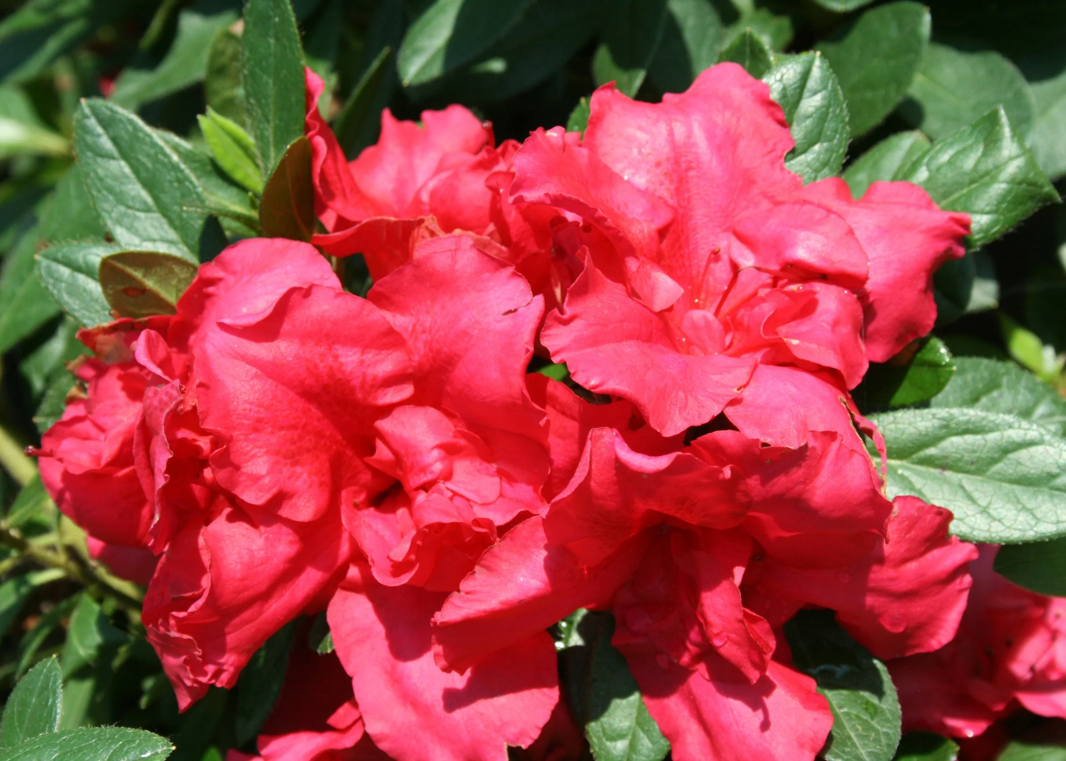 Bloom-A-Thon® Red Reblooming Azalea 1 Bloom-A-Thon® Red Reblooming Azalea