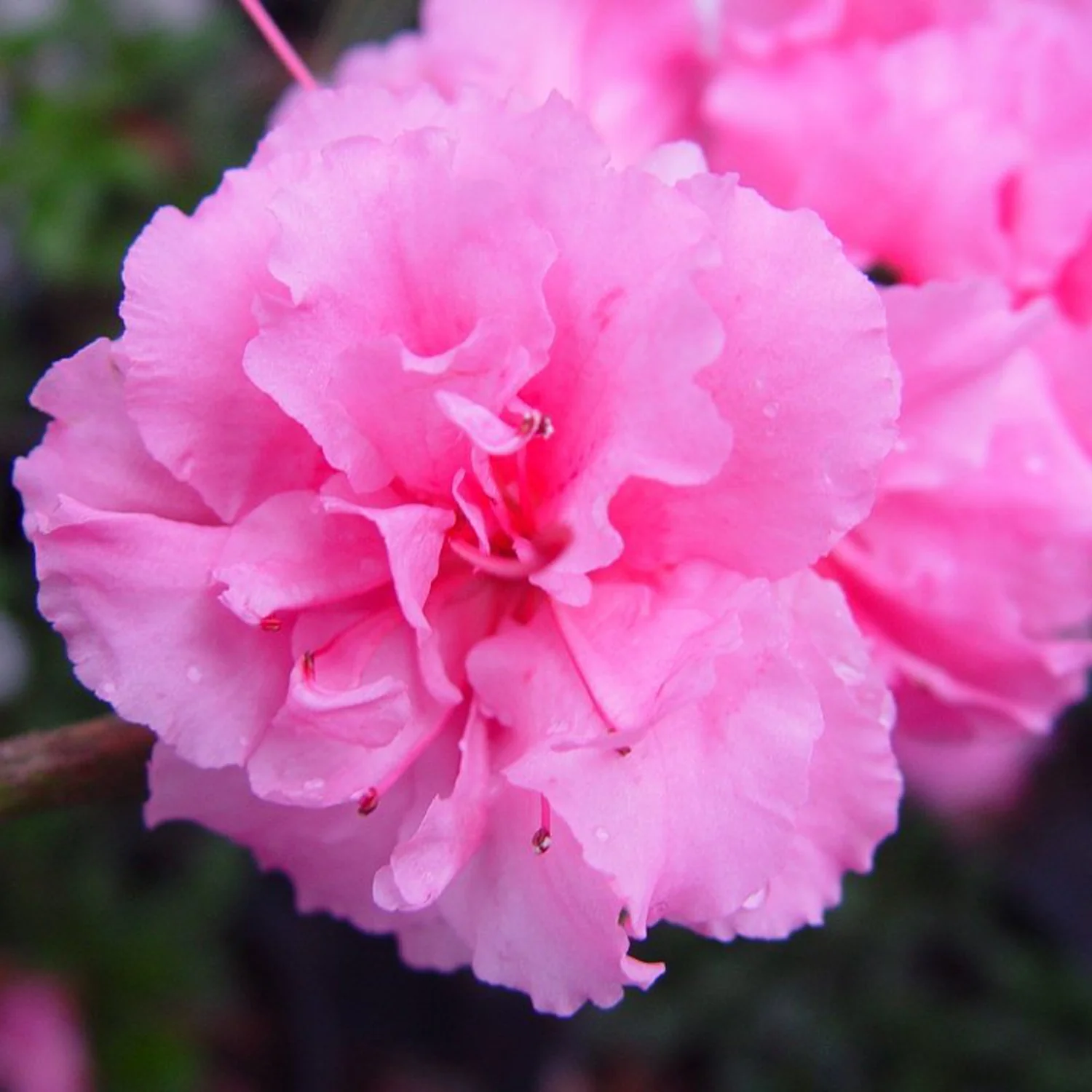 Bloom-A-Thon® Pink Double Reblooming Azalea 4 Bloom-A-Thon® Pink Double Reblooming Azalea