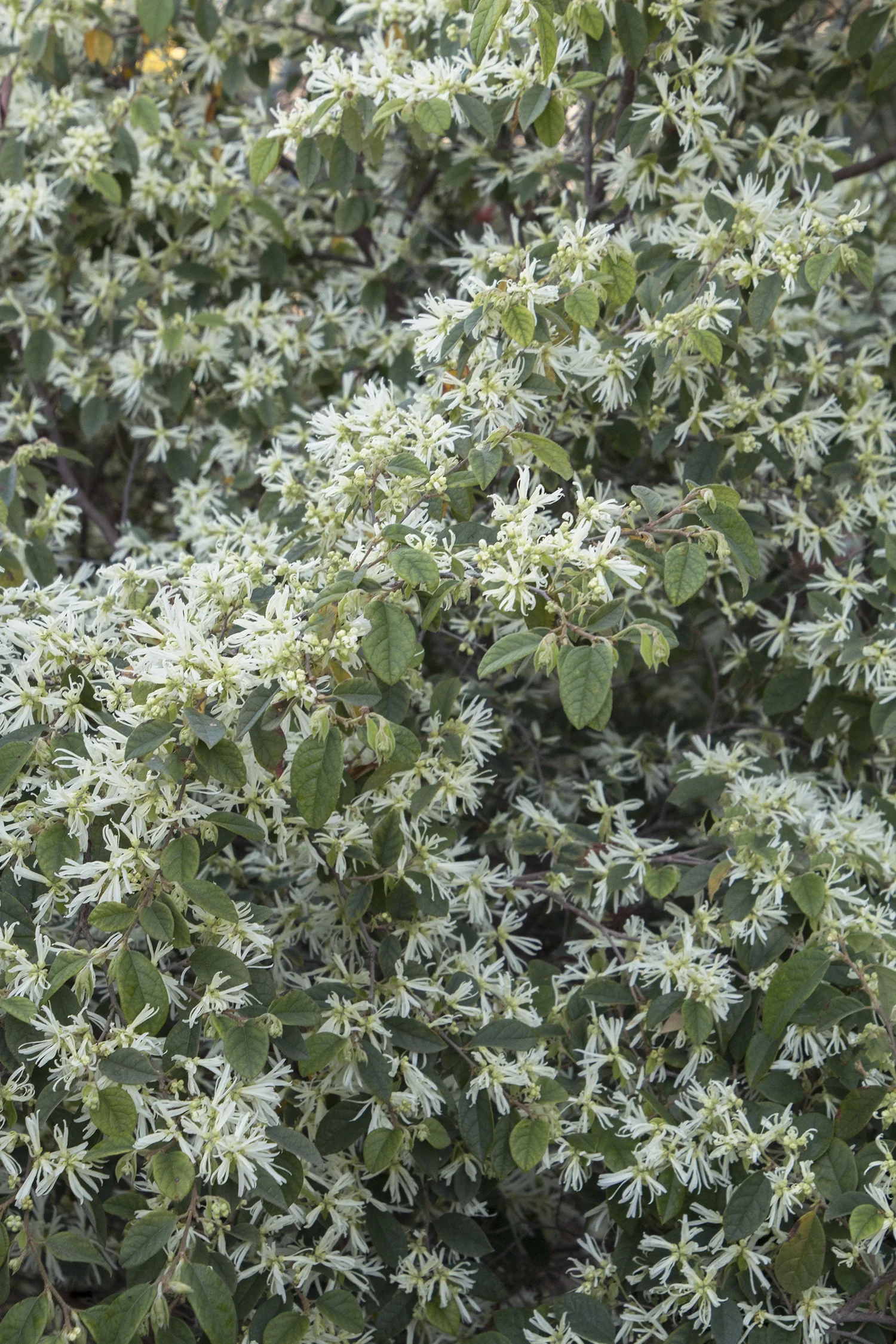 Snow Panda Fringe Flower