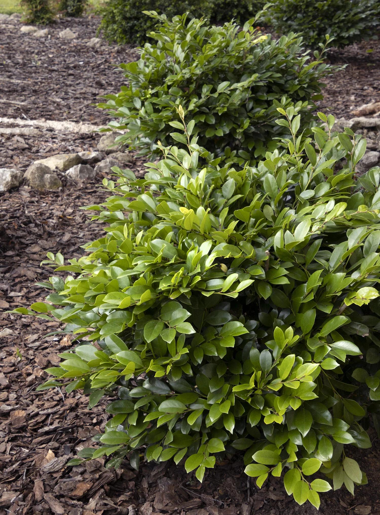 Emerald Heights® Evergreen Distylium