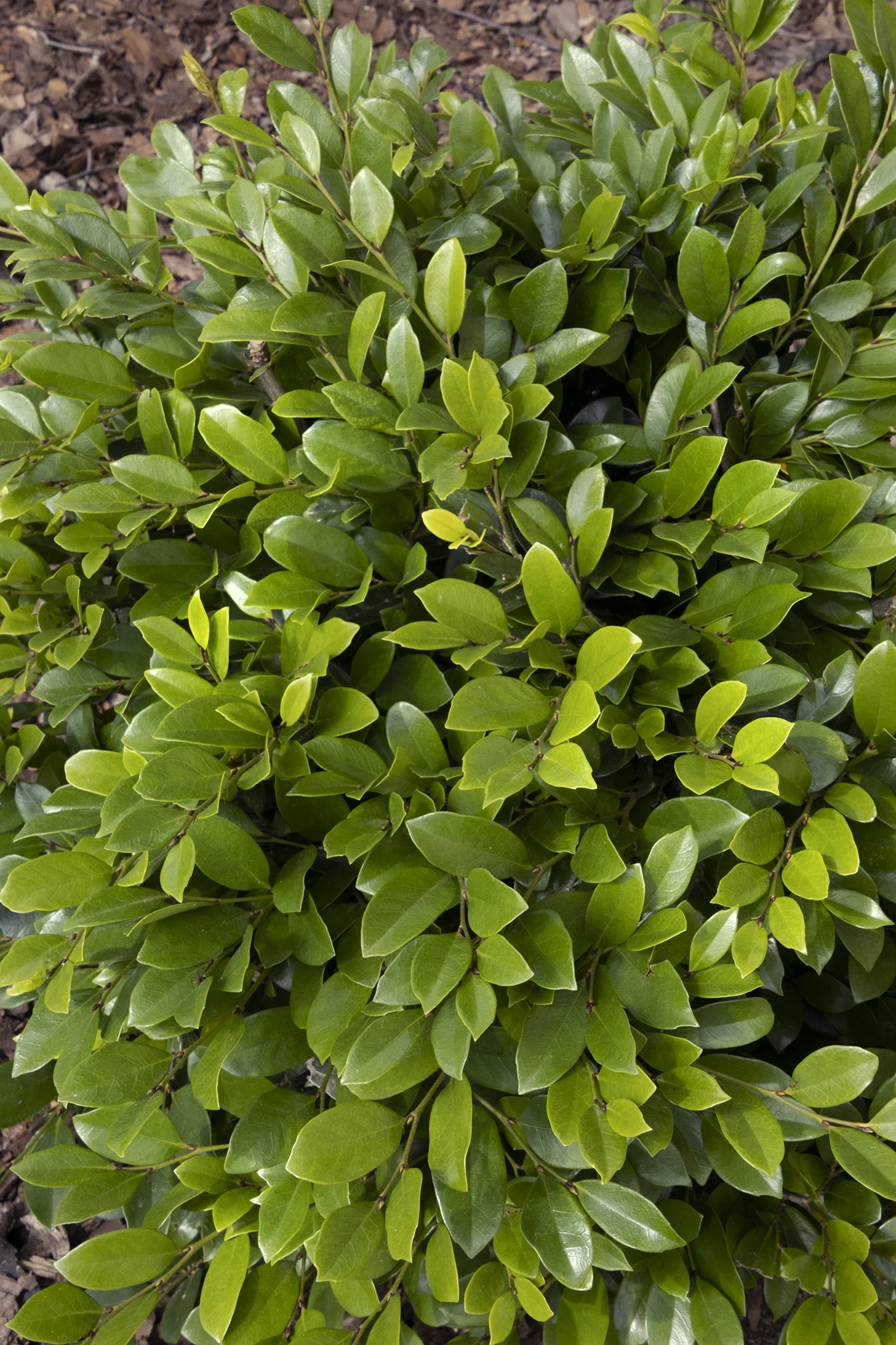 Emerald Heights® Evergreen Distylium 2 Emerald Heights® Evergreen Distylium