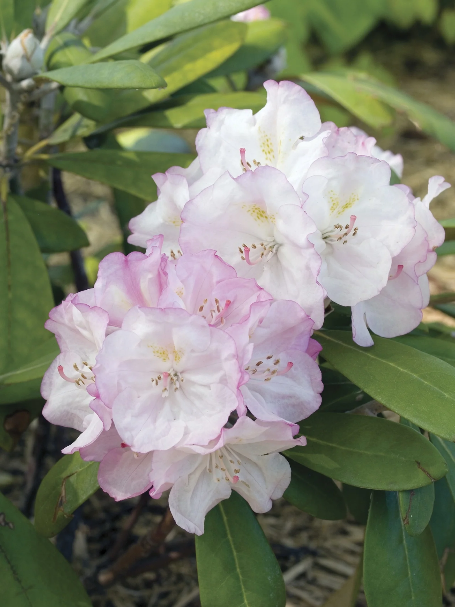 Ken Janeck Rhododendron