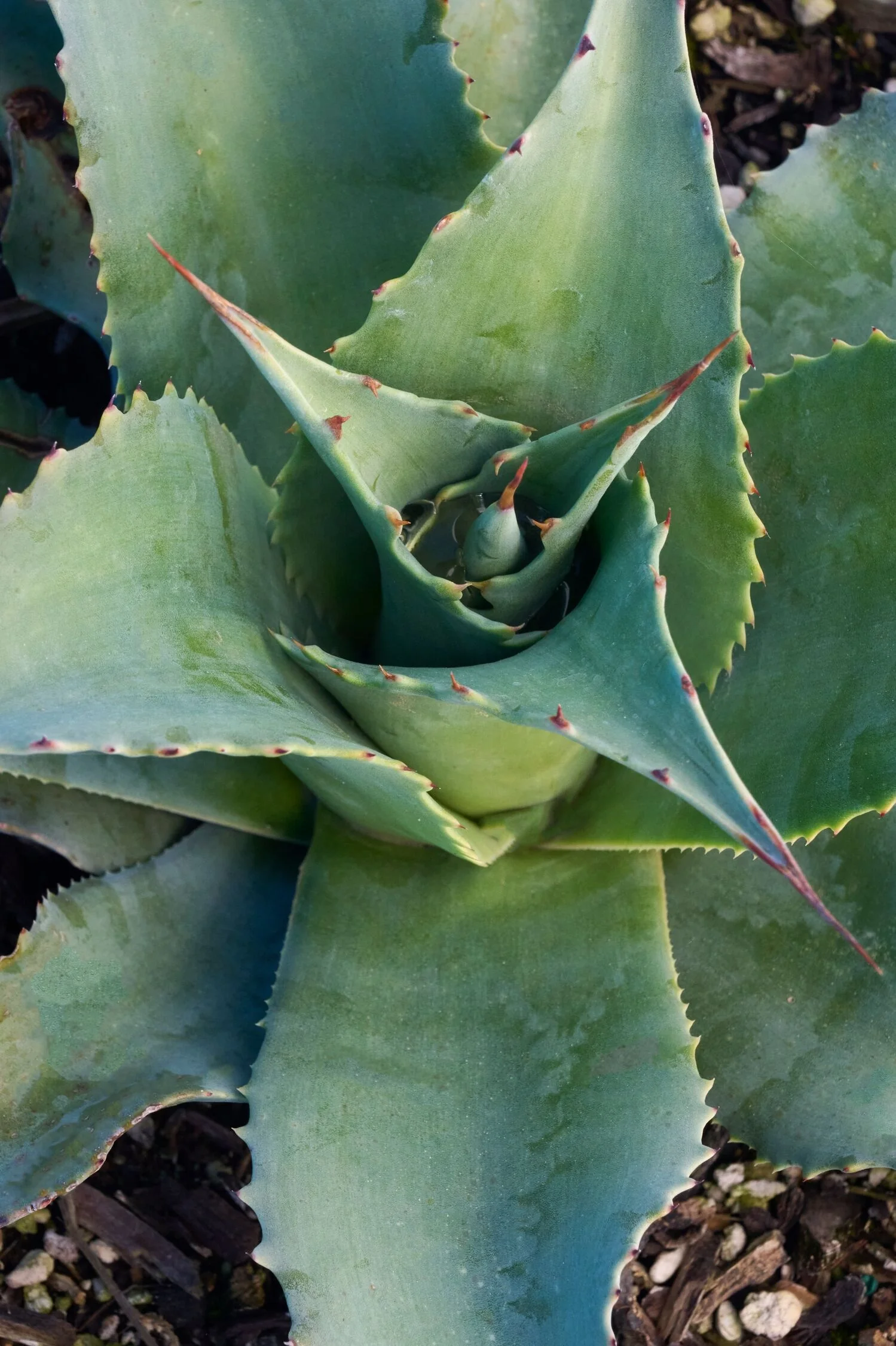 Vanzie Agave 3 Vanzie Agave