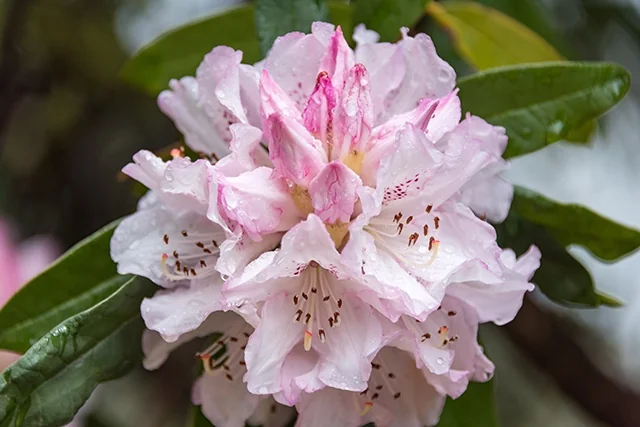 Pink Parasol Rhododendron