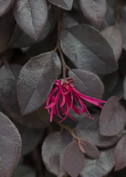 Cerise Charm Fringe Flower 1 Cerise Charm Fringe Flower