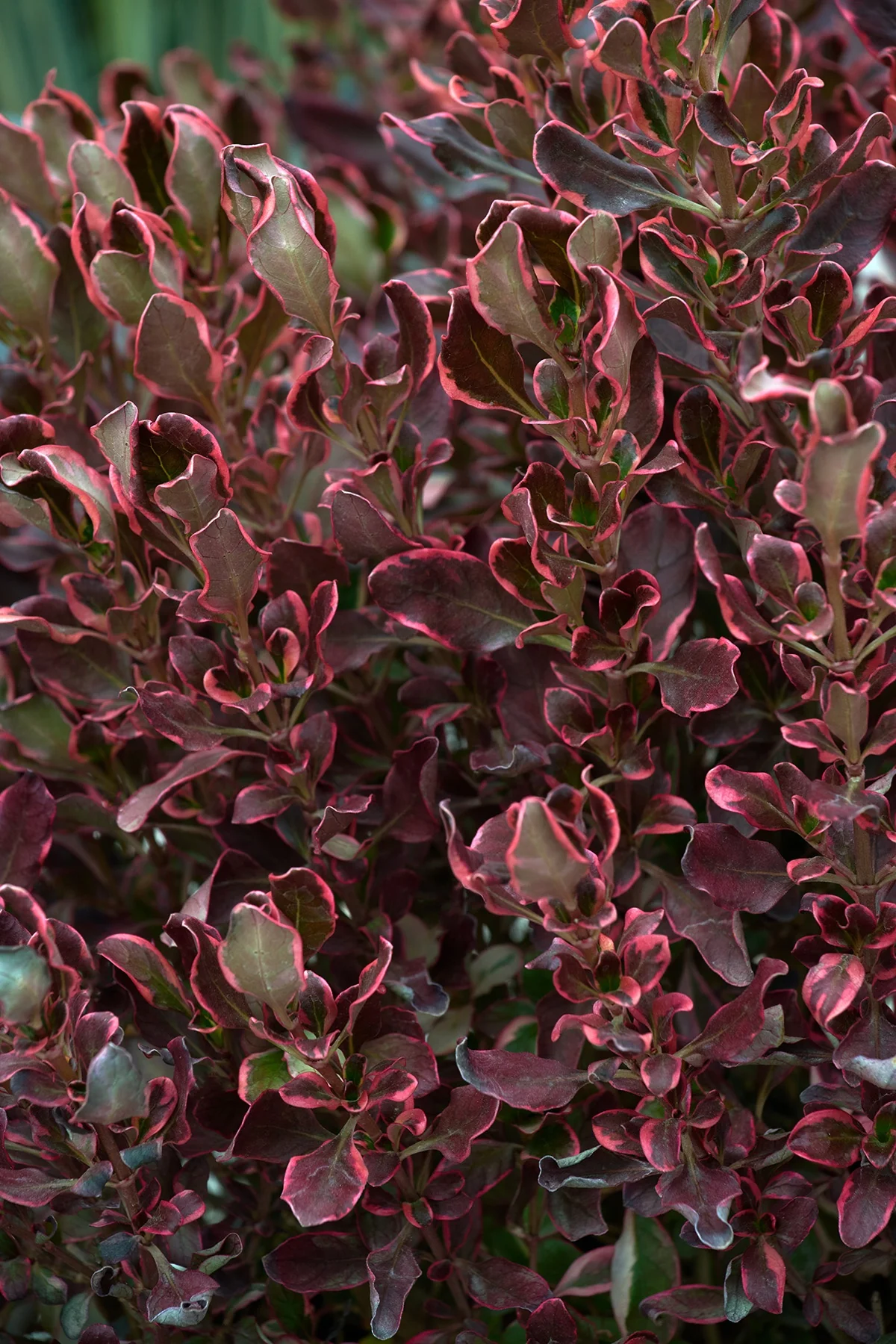 Pacific™ Sunrise Mirror Plant 3 Pacific™ Sunrise Mirror Plant
