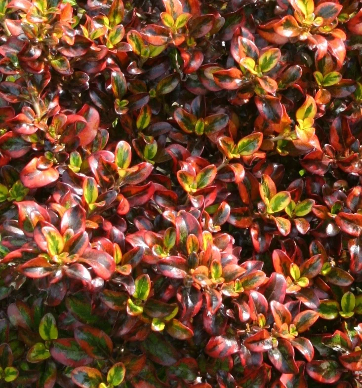 Tequila Sunrise Mirror Plant 1 Tequila Sunrise Mirror Plant