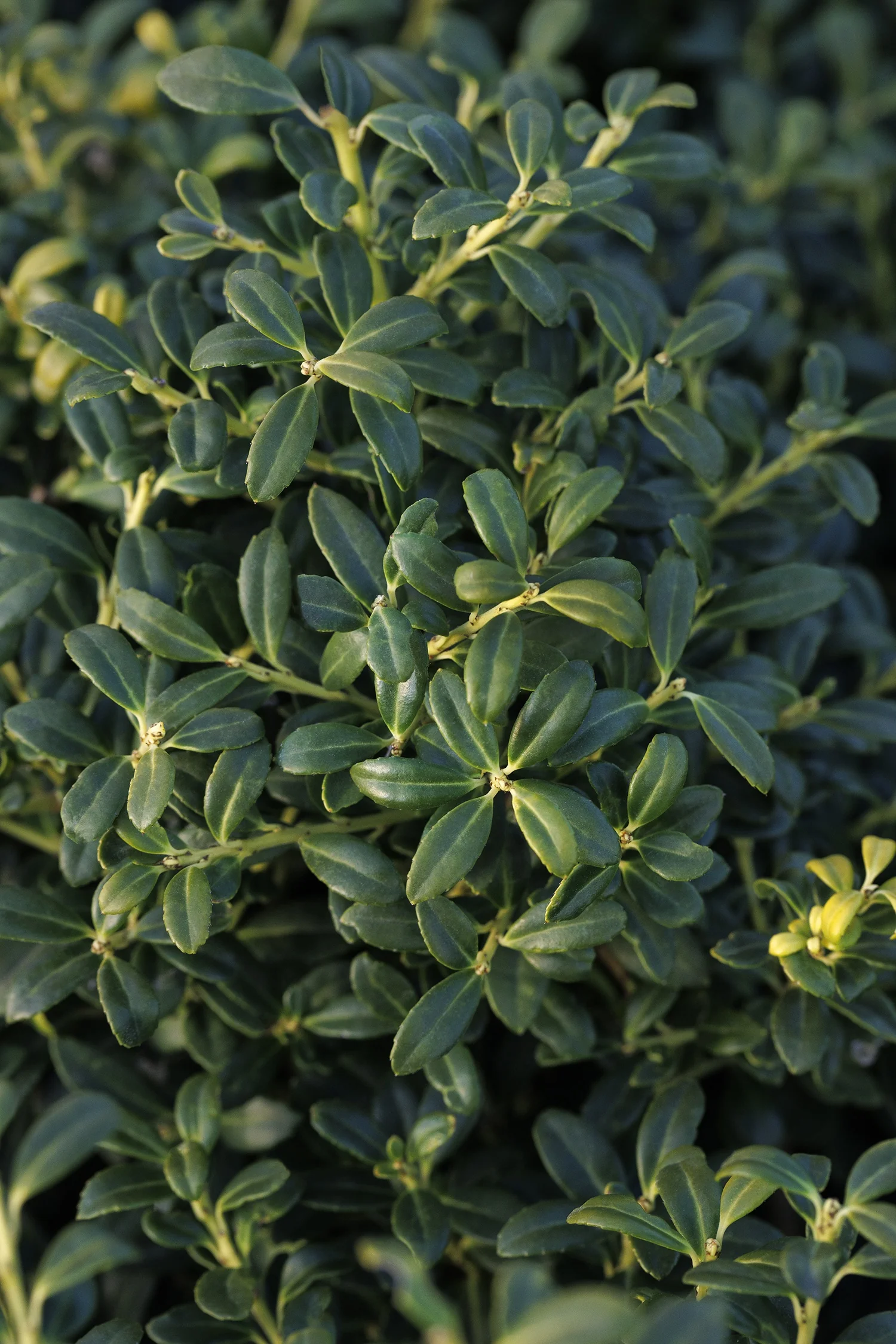 Soft Touch Compact Japanese Holly 3 Soft Touch Compact Japanese Holly