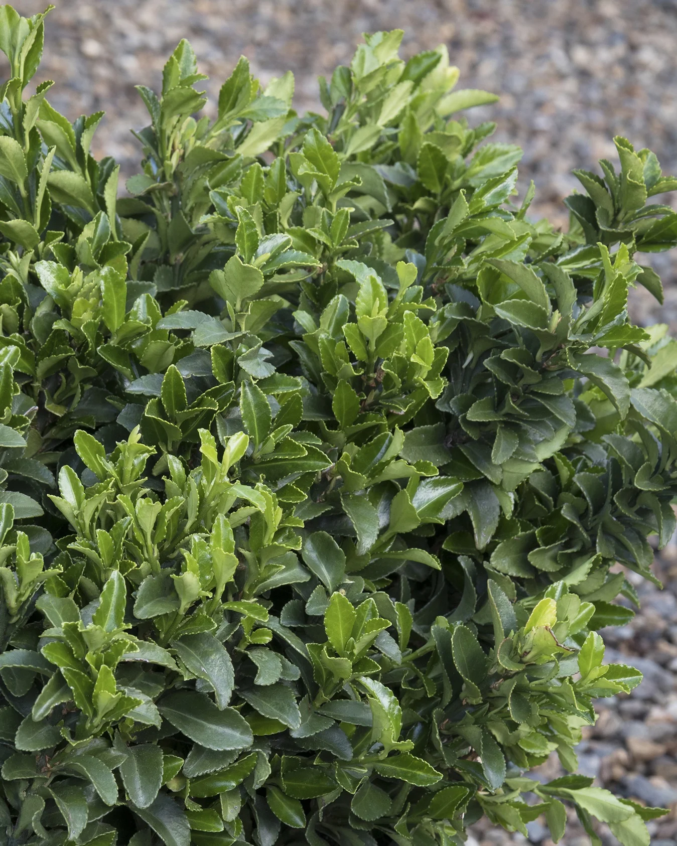 Boxleaf Euonymus 1 Boxleaf Euonymus