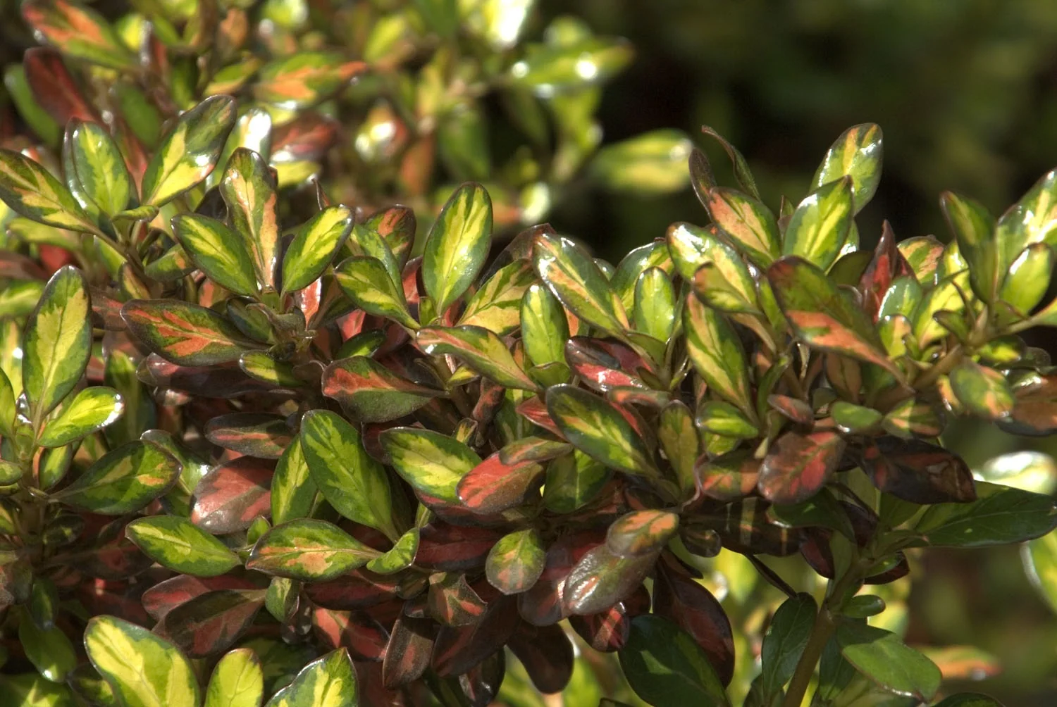 Evening Glow Mirror Plant