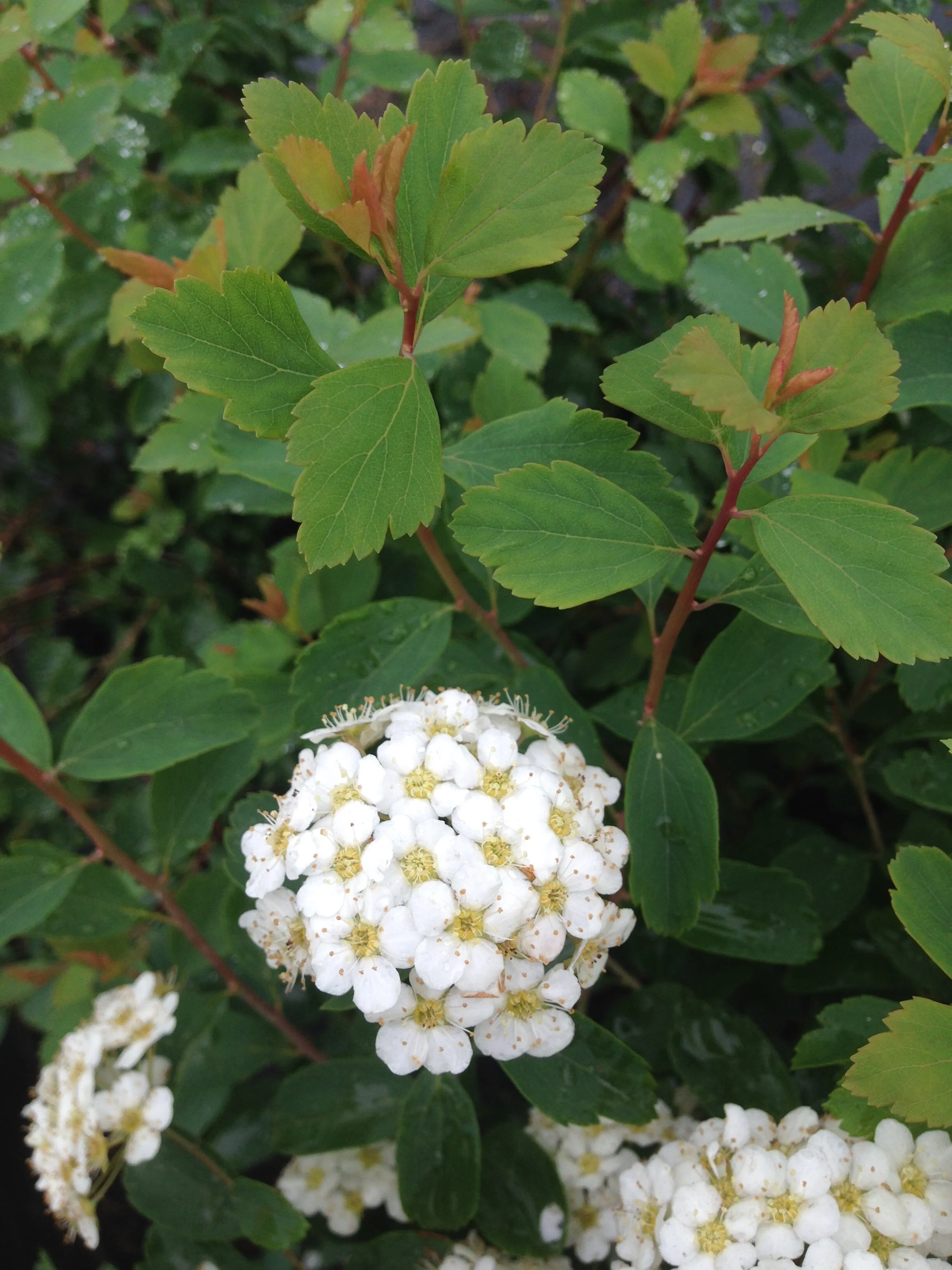 Vanhouttei Spirea