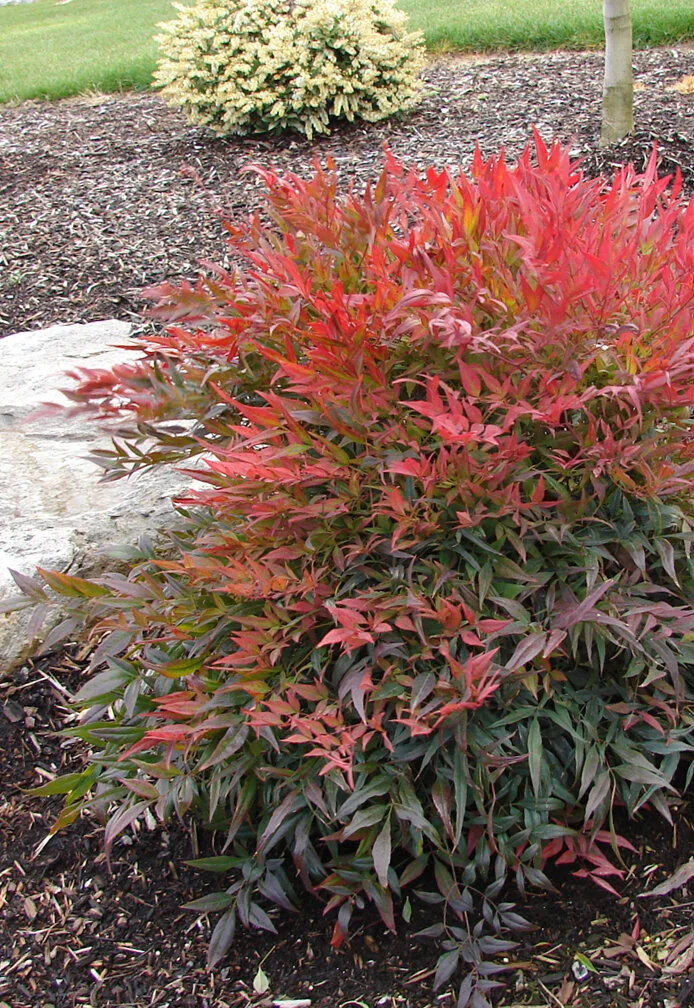 Tuscan Flame Heavenly Bamboo 2 Tuscan Flame Heavenly Bamboo