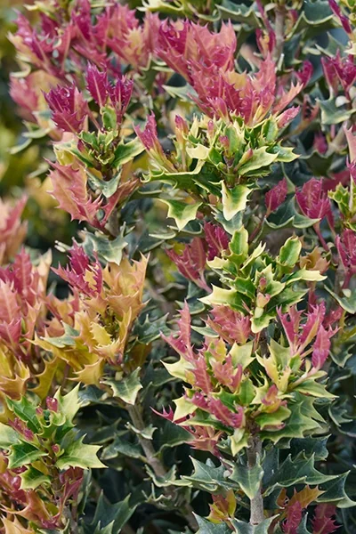 Party Lights™ Goshiki Osmanthus