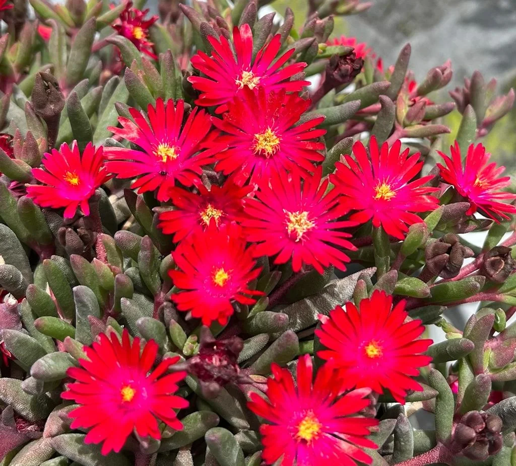 Desert Dancers Red Ice Plant 3 Desert Dancers Red Ice Plant