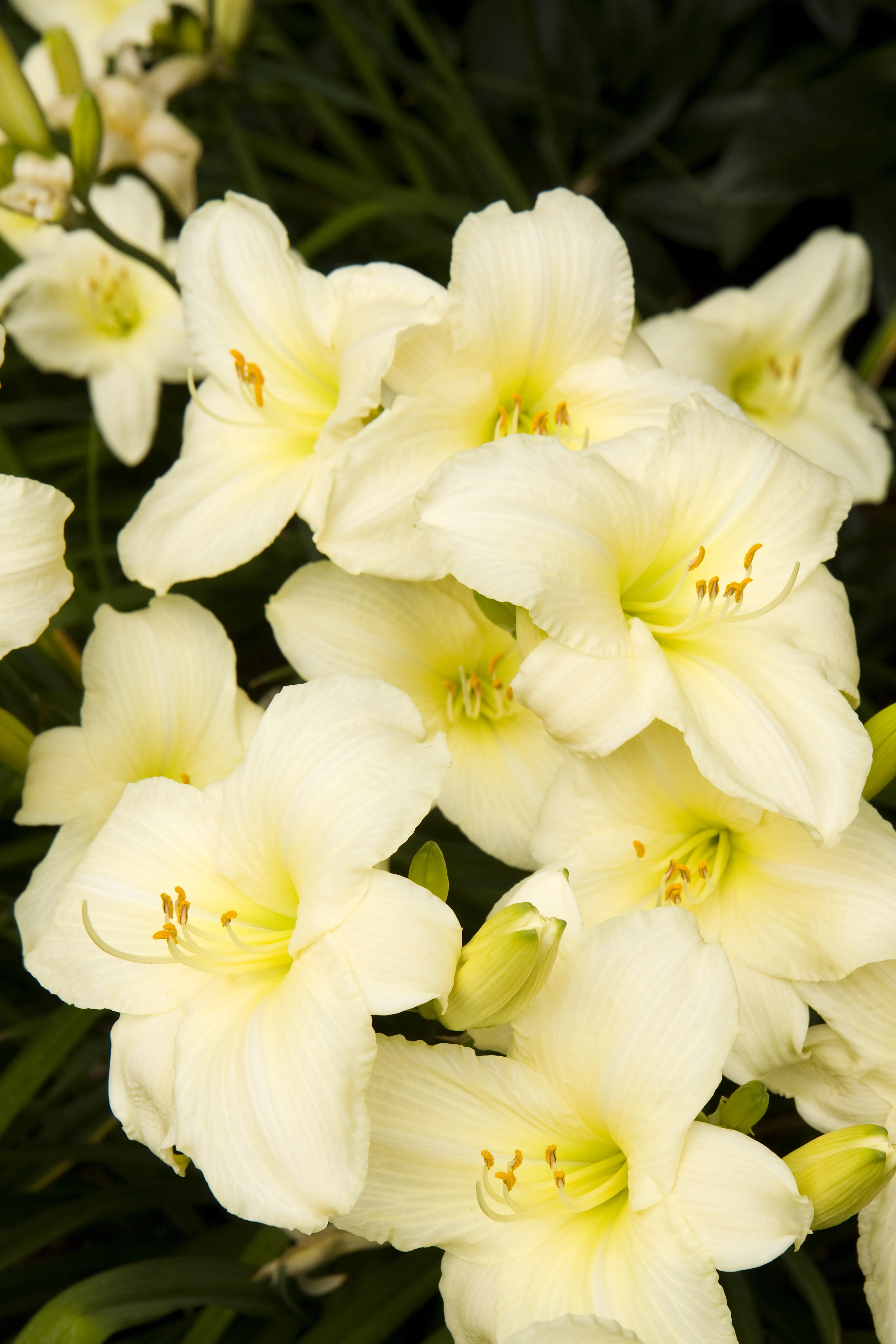 Joan Senior Daylily 9 Joan Senior Daylily