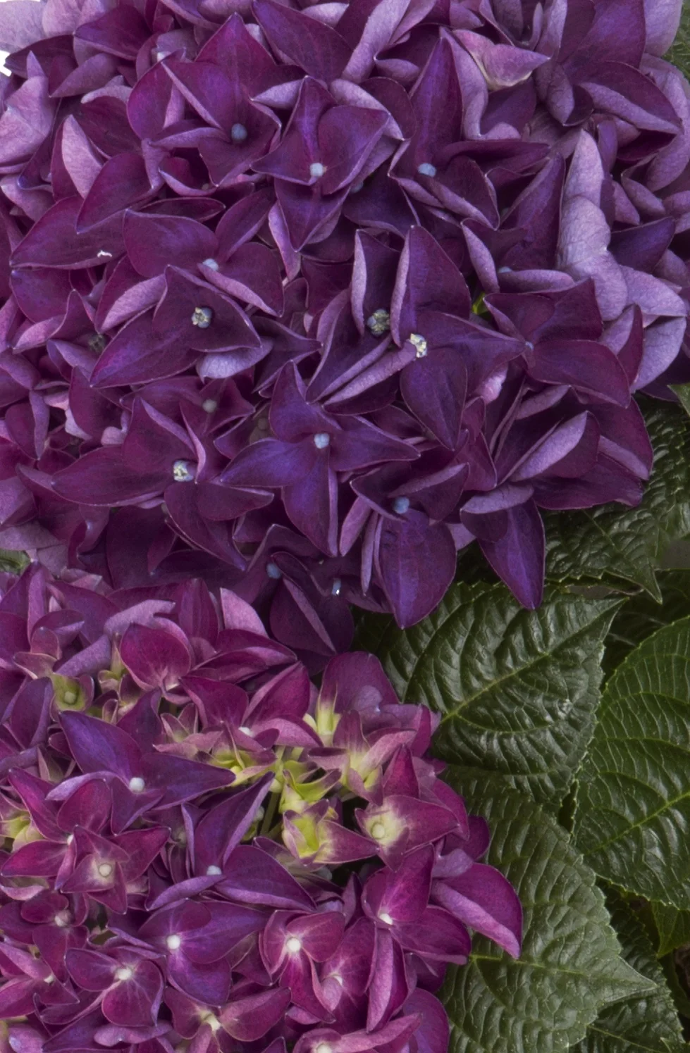 Hi™ Flame Hydrangea 1 Hi™ Flame Hydrangea