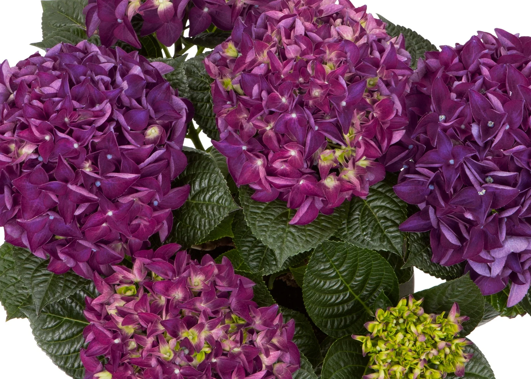 Hi™ Flame Hydrangea 2 Hi™ Flame Hydrangea