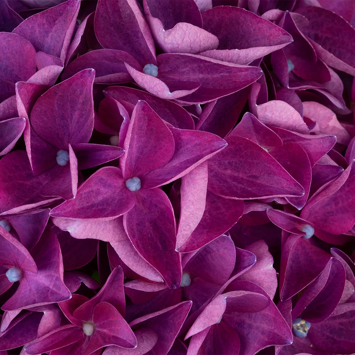 Hi™ Flame Hydrangea 3 Hi™ Flame Hydrangea