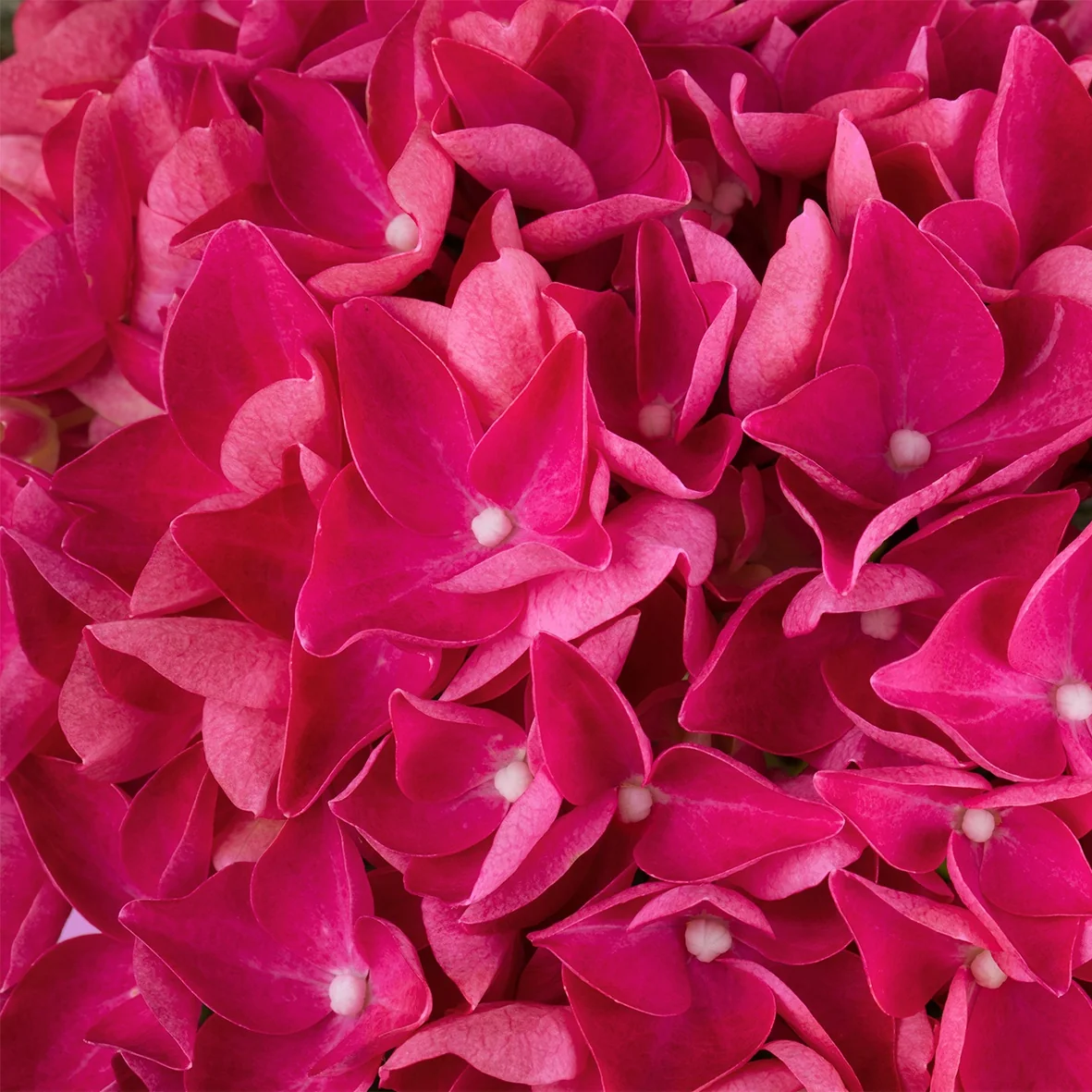Hi™ Flame Hydrangea 4 Hi™ Flame Hydrangea