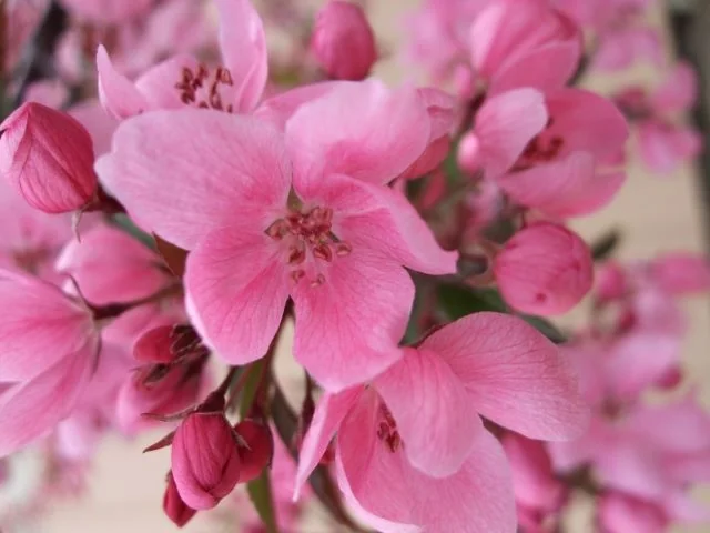 Showtime™ Crabapple 8 Showtime™ Crabapple