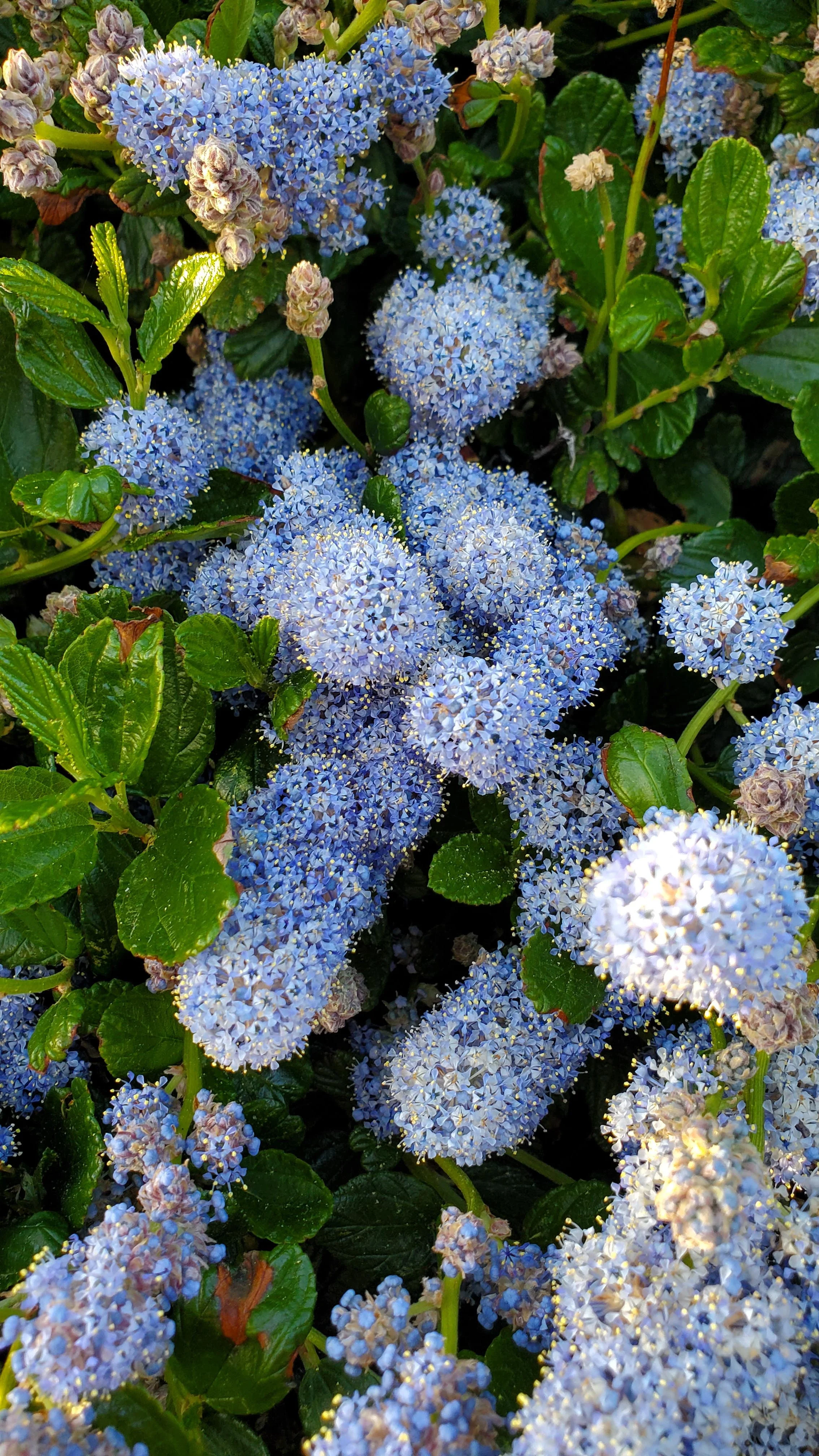 Ray Hartman California Lilac 3 Ray Hartman California Lilac