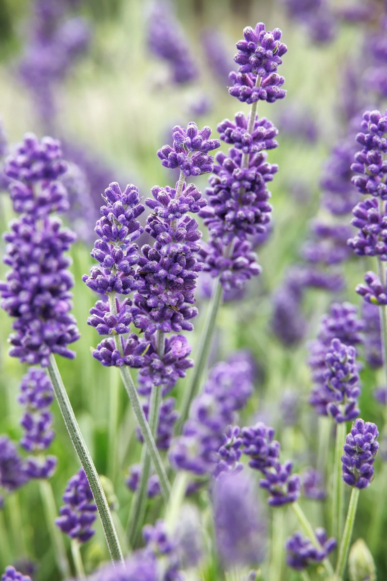 Aromatico™ Blue Imp. Lavender