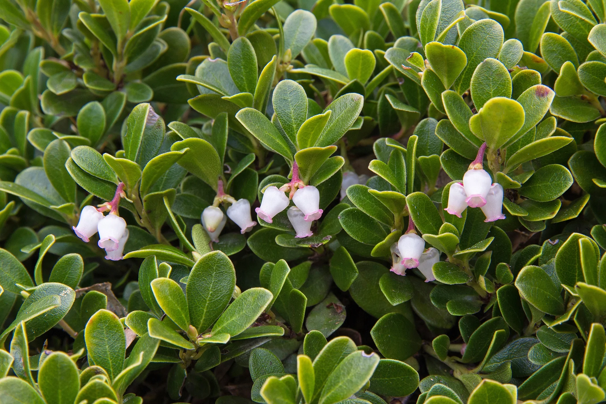 Emerald Carpet Manzanita 1 Emerald Carpet Manzanita