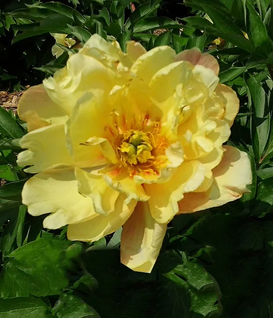 Joanna Marlene Itoh Peony 2 Joanna Marlene Itoh Peony