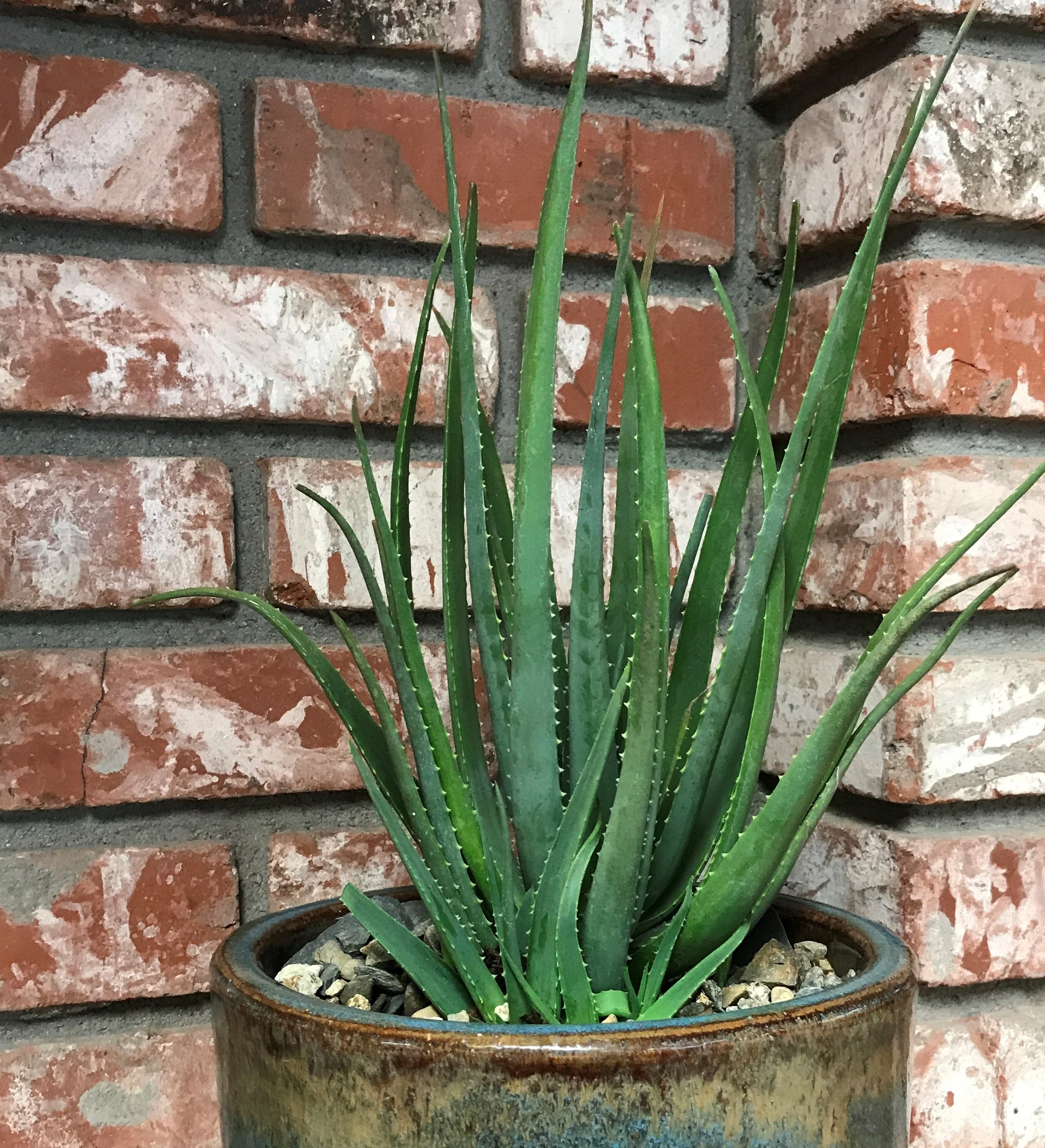 Safari Sunset Aloe